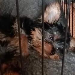 BEAUTIFUL SMALL YORKIE PUPPIES FOR SALE