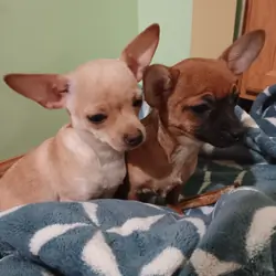 Chihuahua