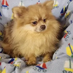 Pomeranian puppy