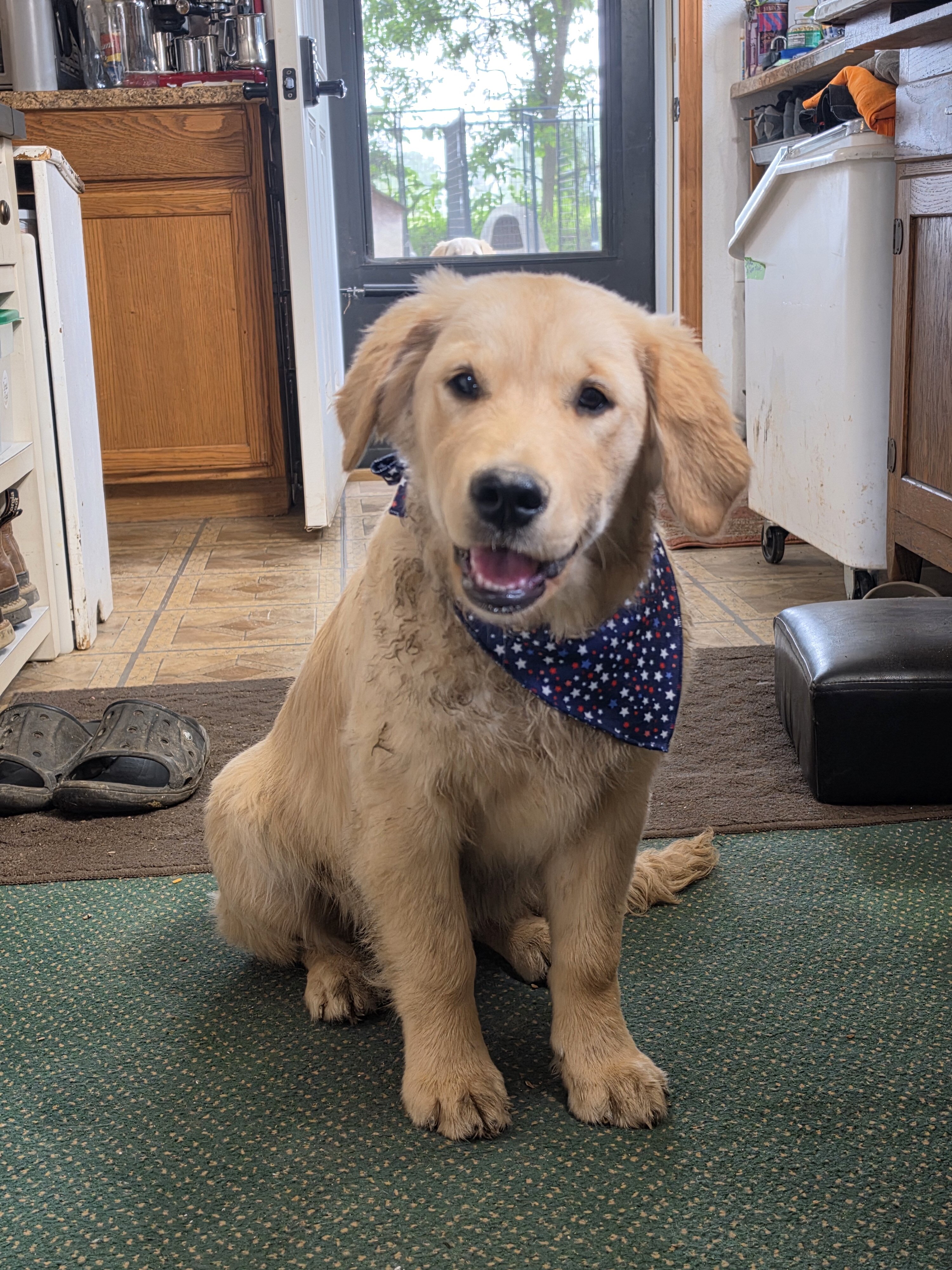 (AKC) Golden Retriever puppies for sale image 3