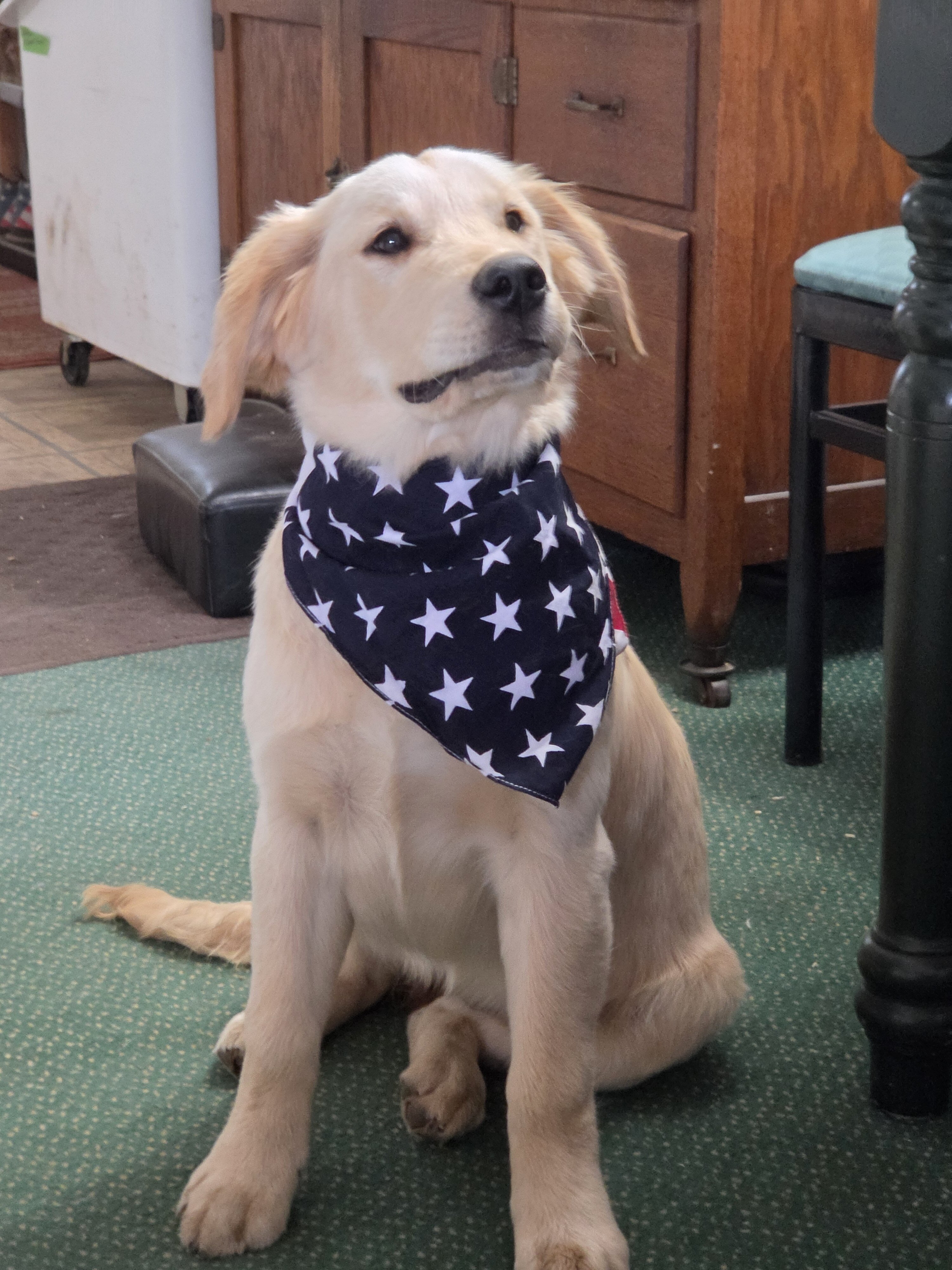 (AKC) Golden Retriever puppies for sale image 1