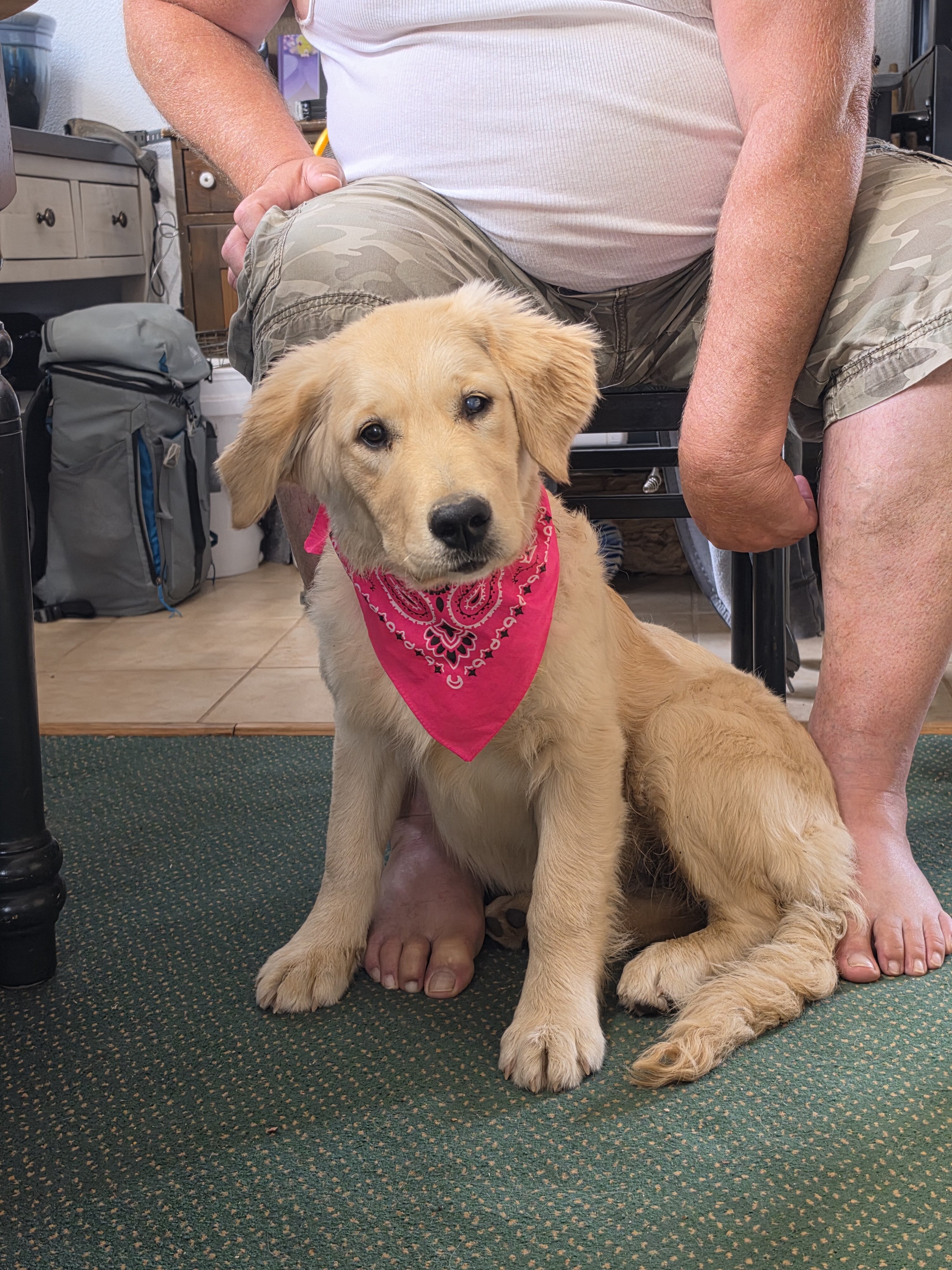 (AKC) Golden Retriever puppies for sale image 2