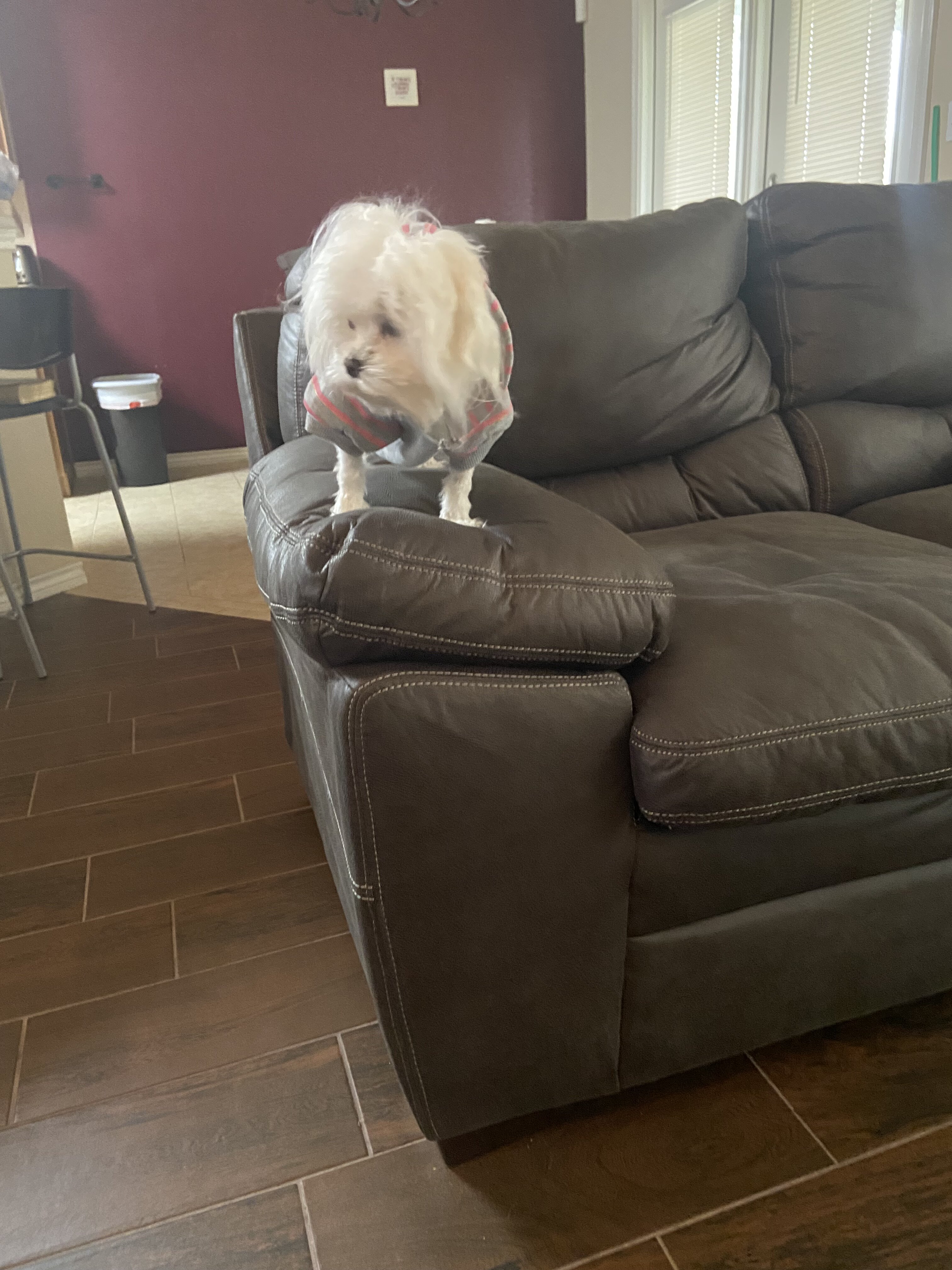 Female Maltese image 7