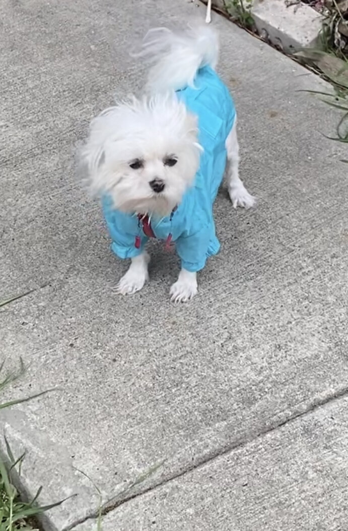 Female Maltese image 6
