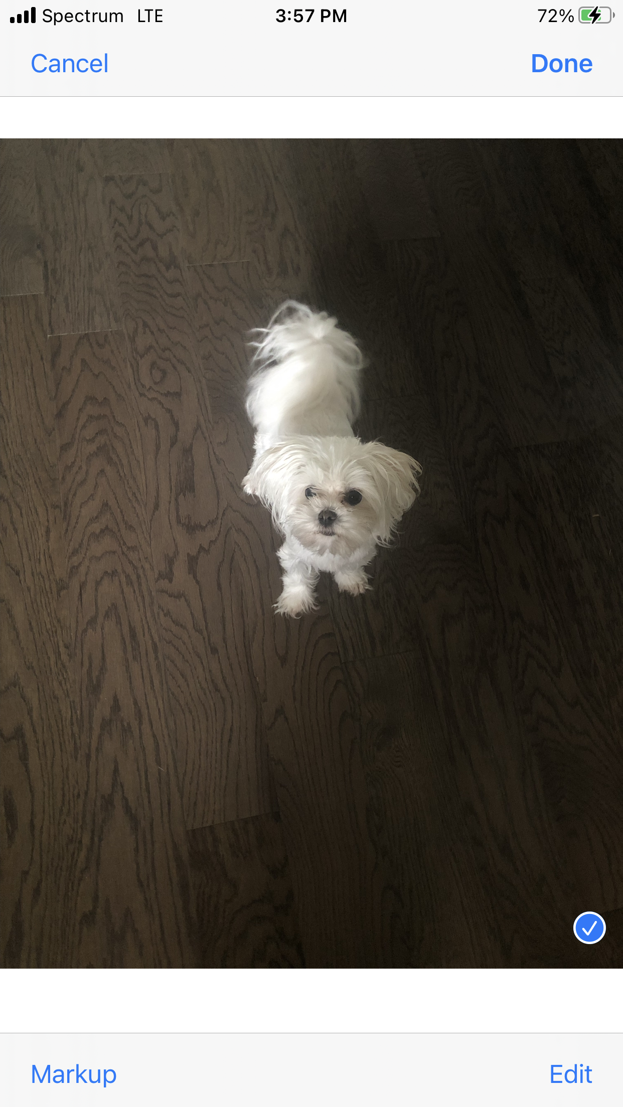 Female Maltese image 8