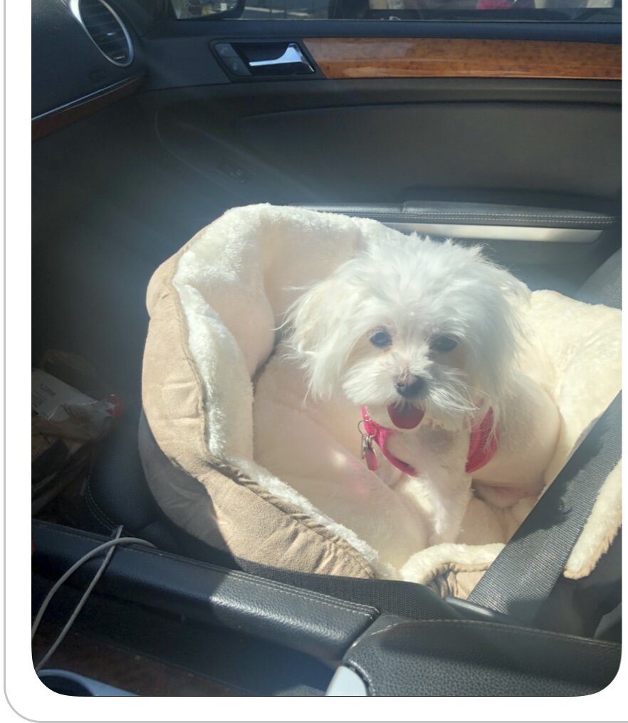 Female Maltese image 9