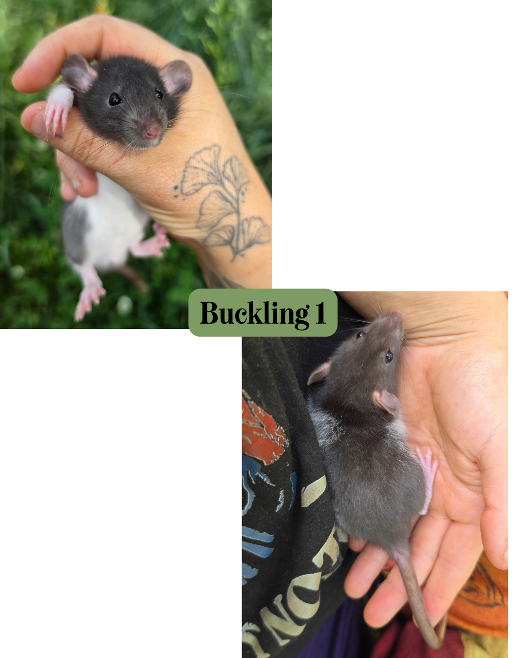 Rat pups available image 2