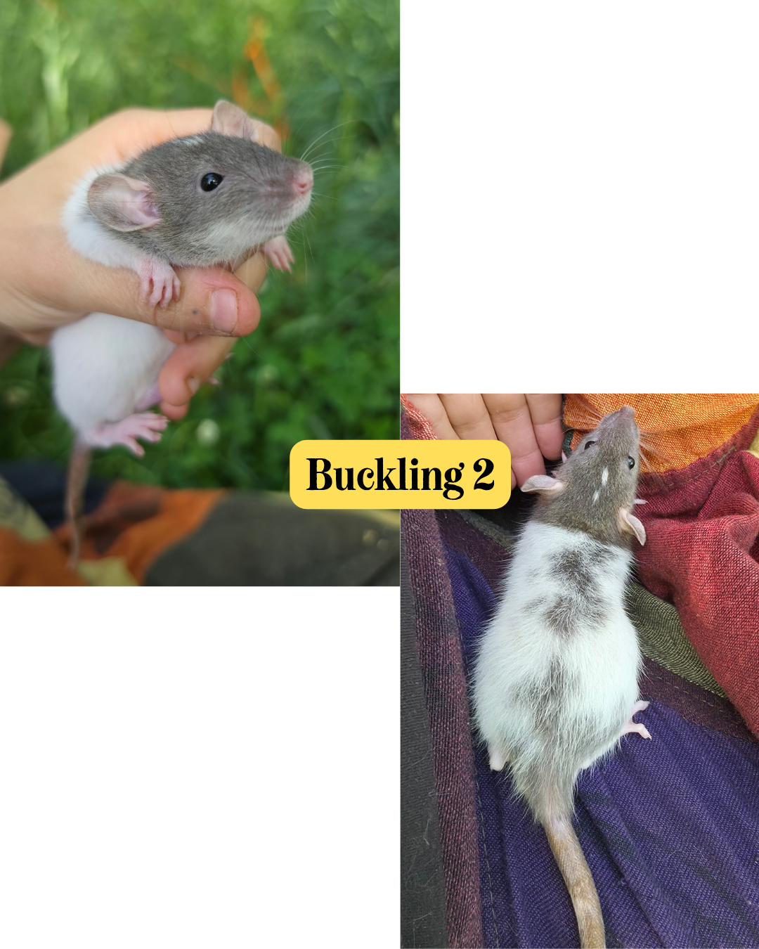 Rat pups available image 3