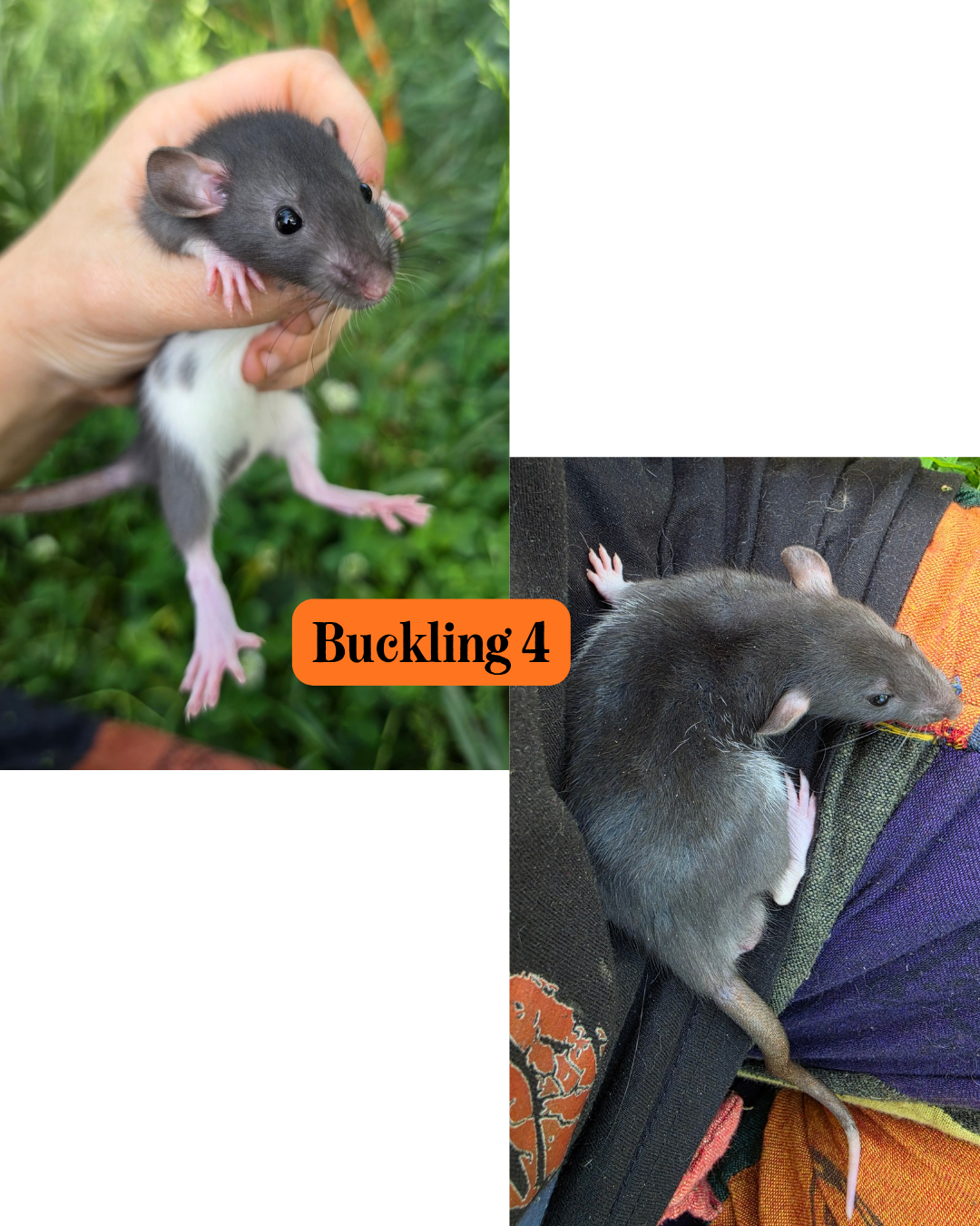 Rat pups available image 5