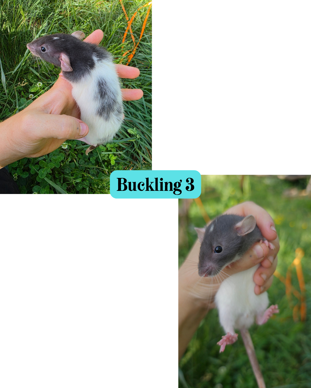 Rat pups available image 4