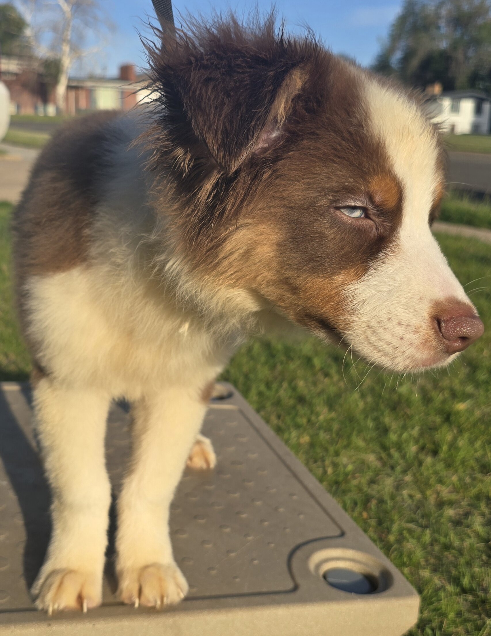 Pure Bred Standard Aussie Pup image 4