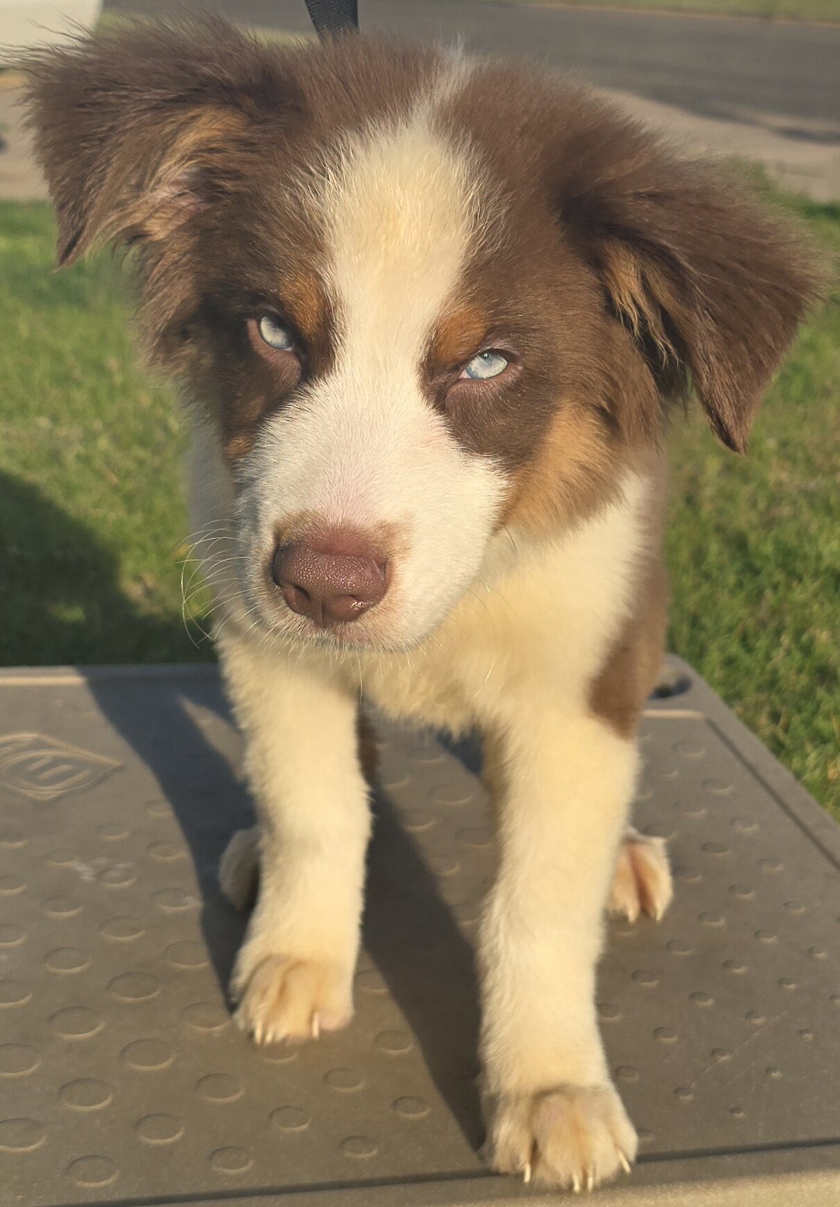 Pure Bred Standard Aussie Pup image 1