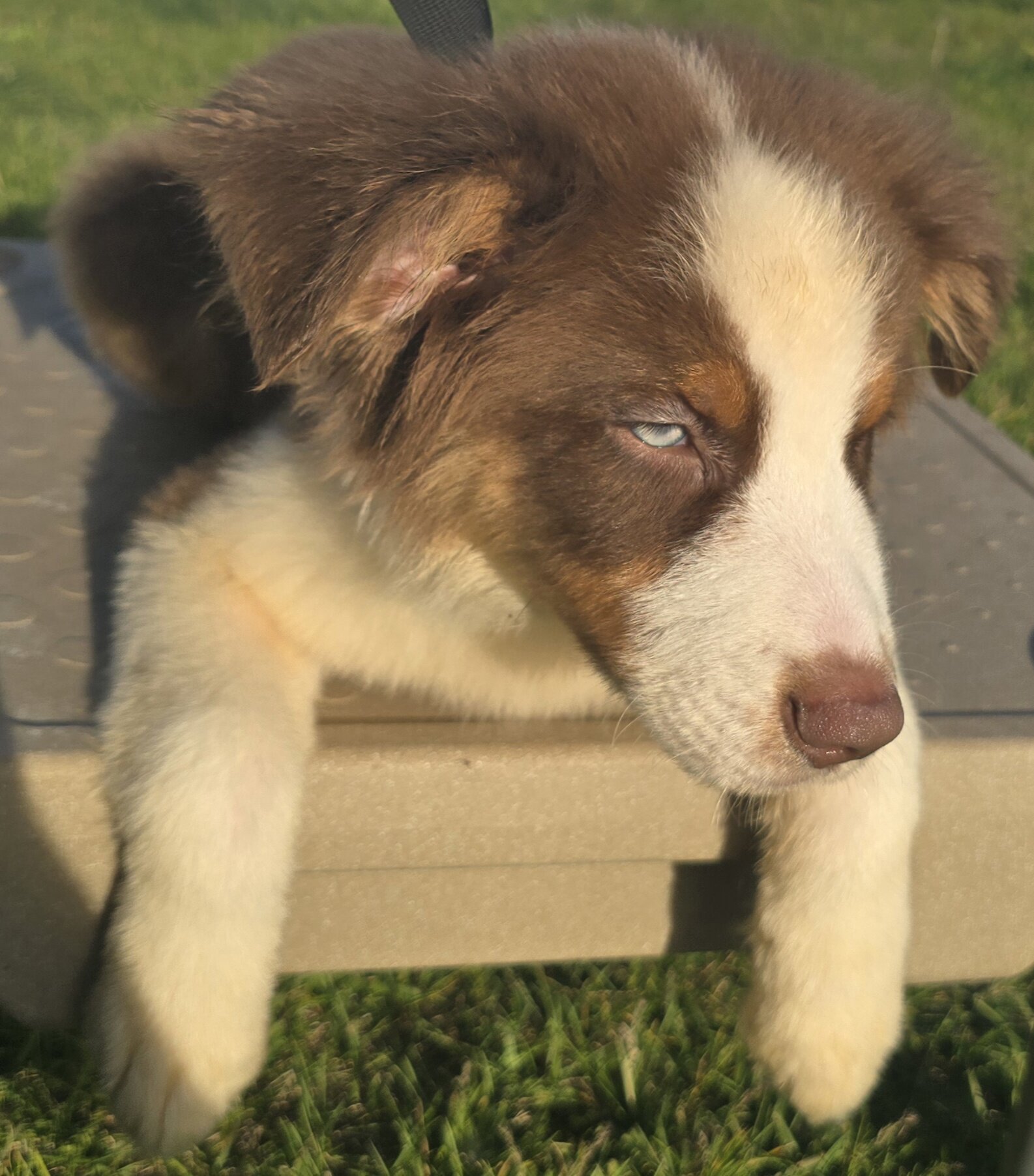 Pure Bred Standard Aussie Pup image 2