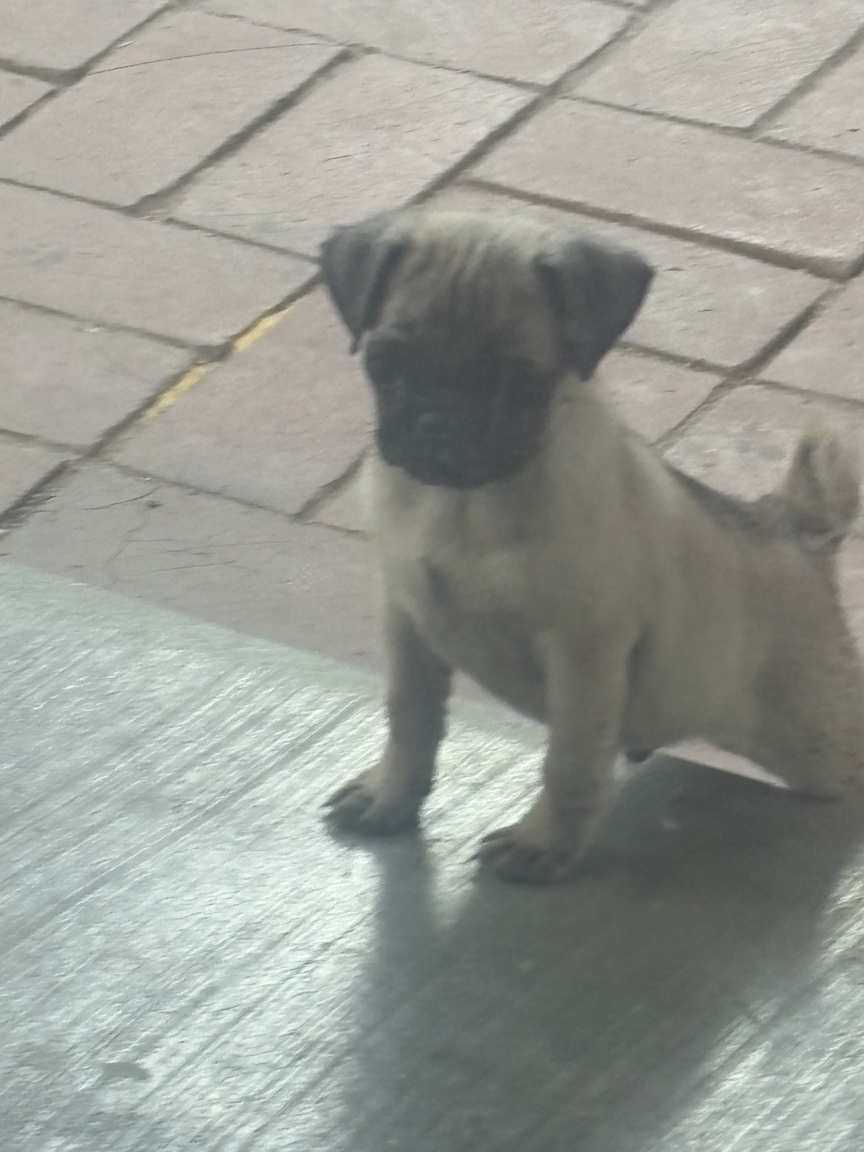 Pugs image 5