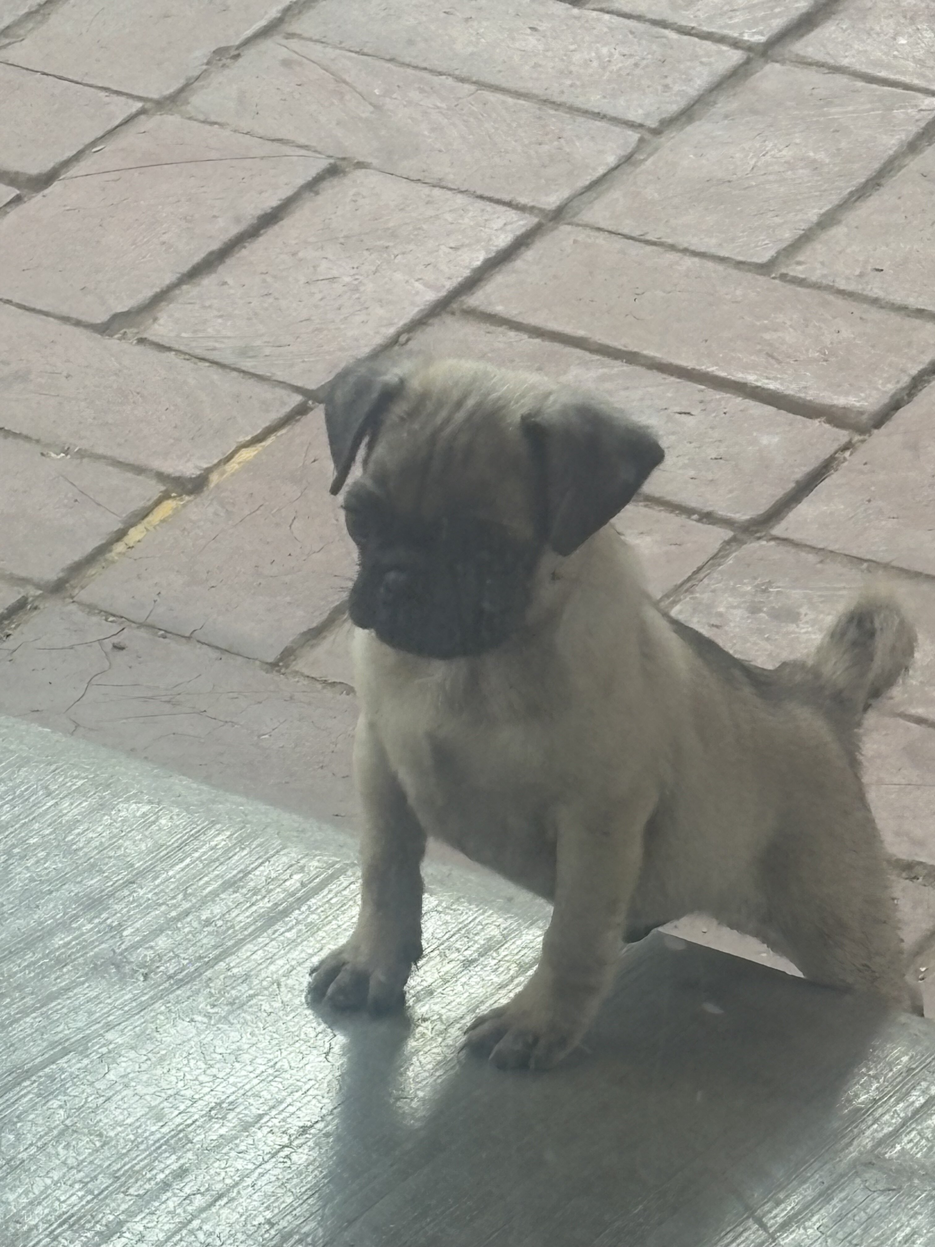 Pugs image 4
