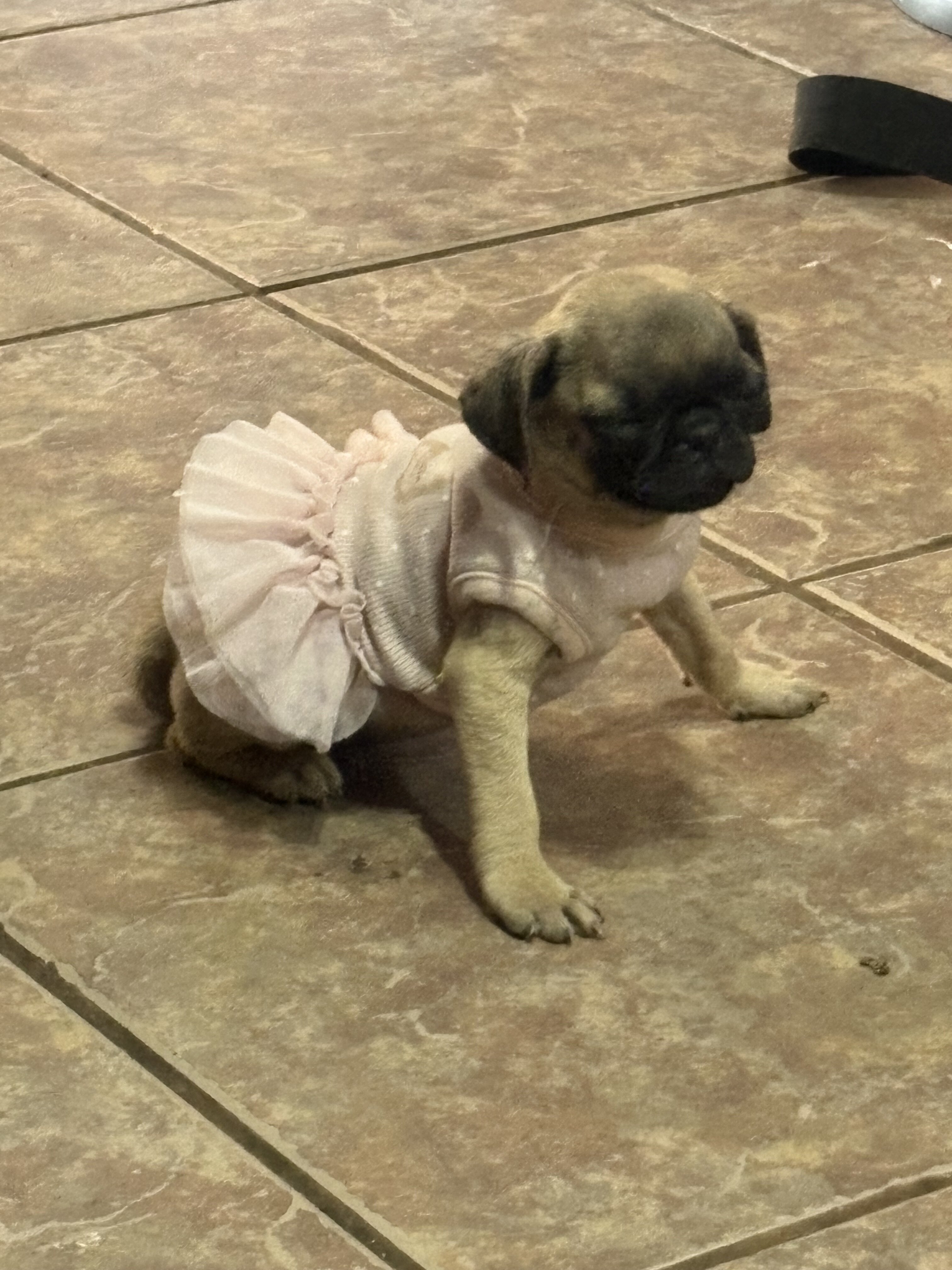 Pugs image 2