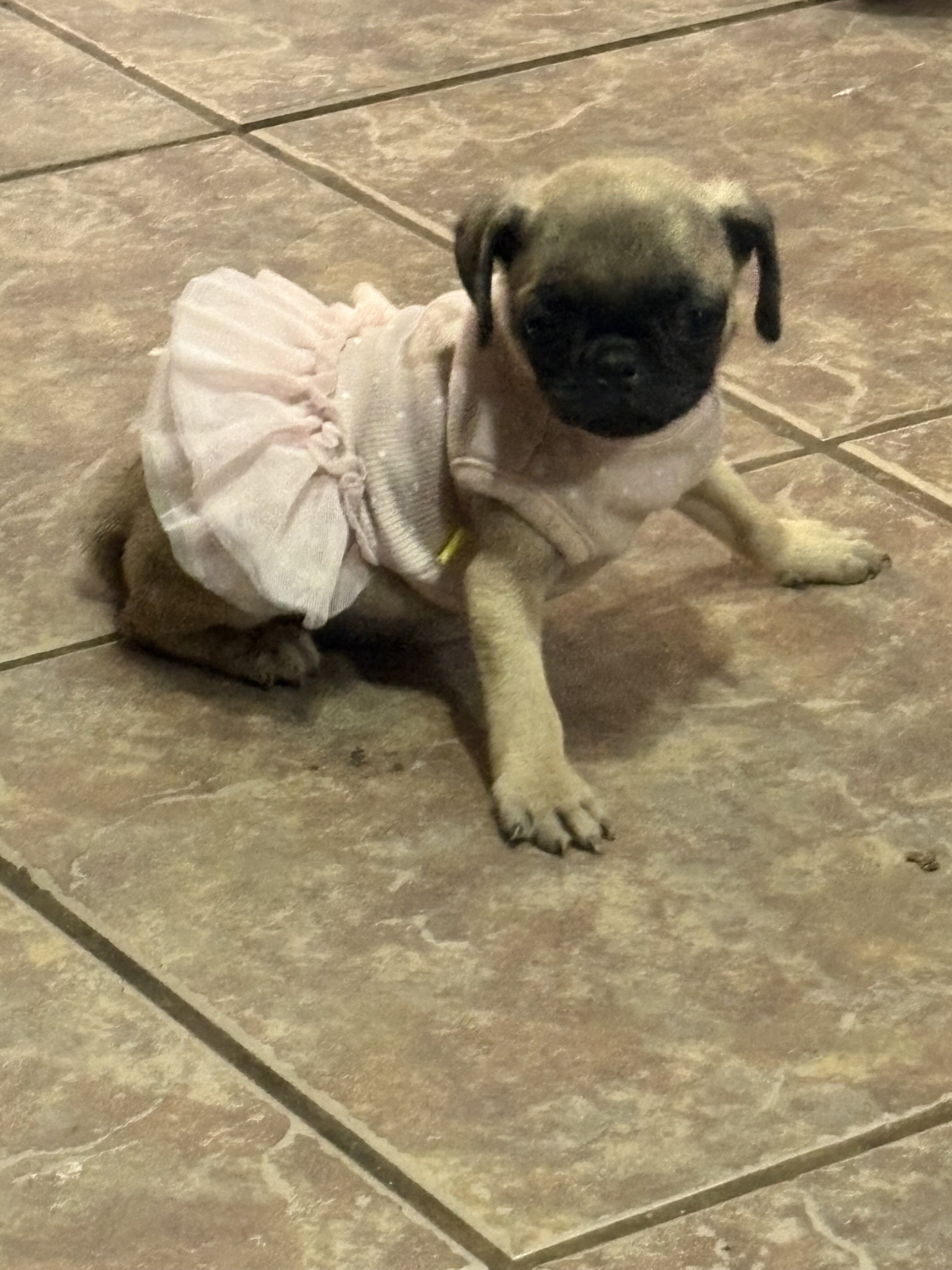 Pugs image 1