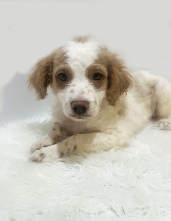 Mini Goldendoodle Puppies image 1