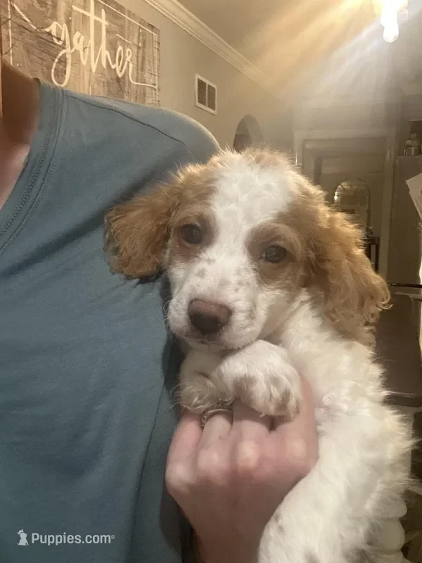 Mini Goldendoodle Puppies image 3