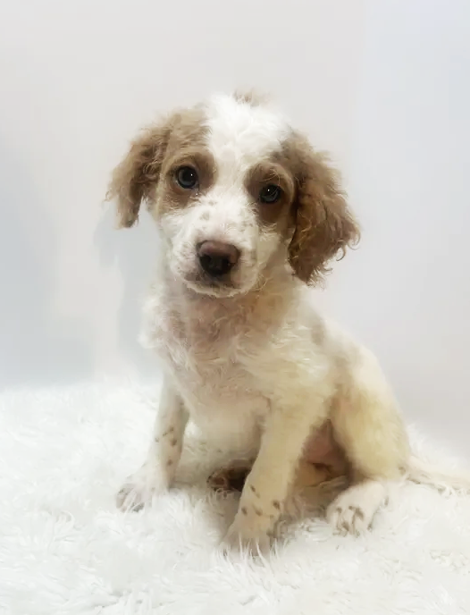 Mini Goldendoodle Puppies image 2
