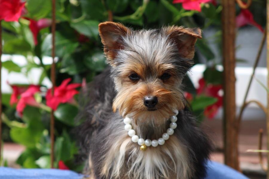 "Bella" APRI Registered image 2