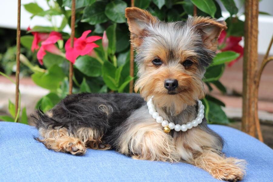 "Bella" APRI Registered image 1