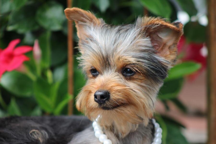 "Bella" APRI Registered image 4