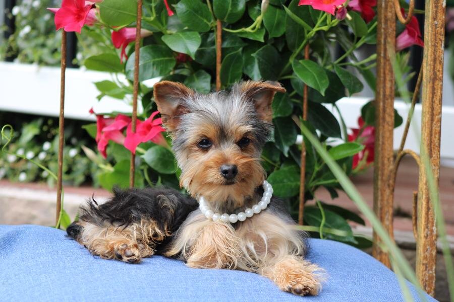 "Bella" APRI Registered image 3
