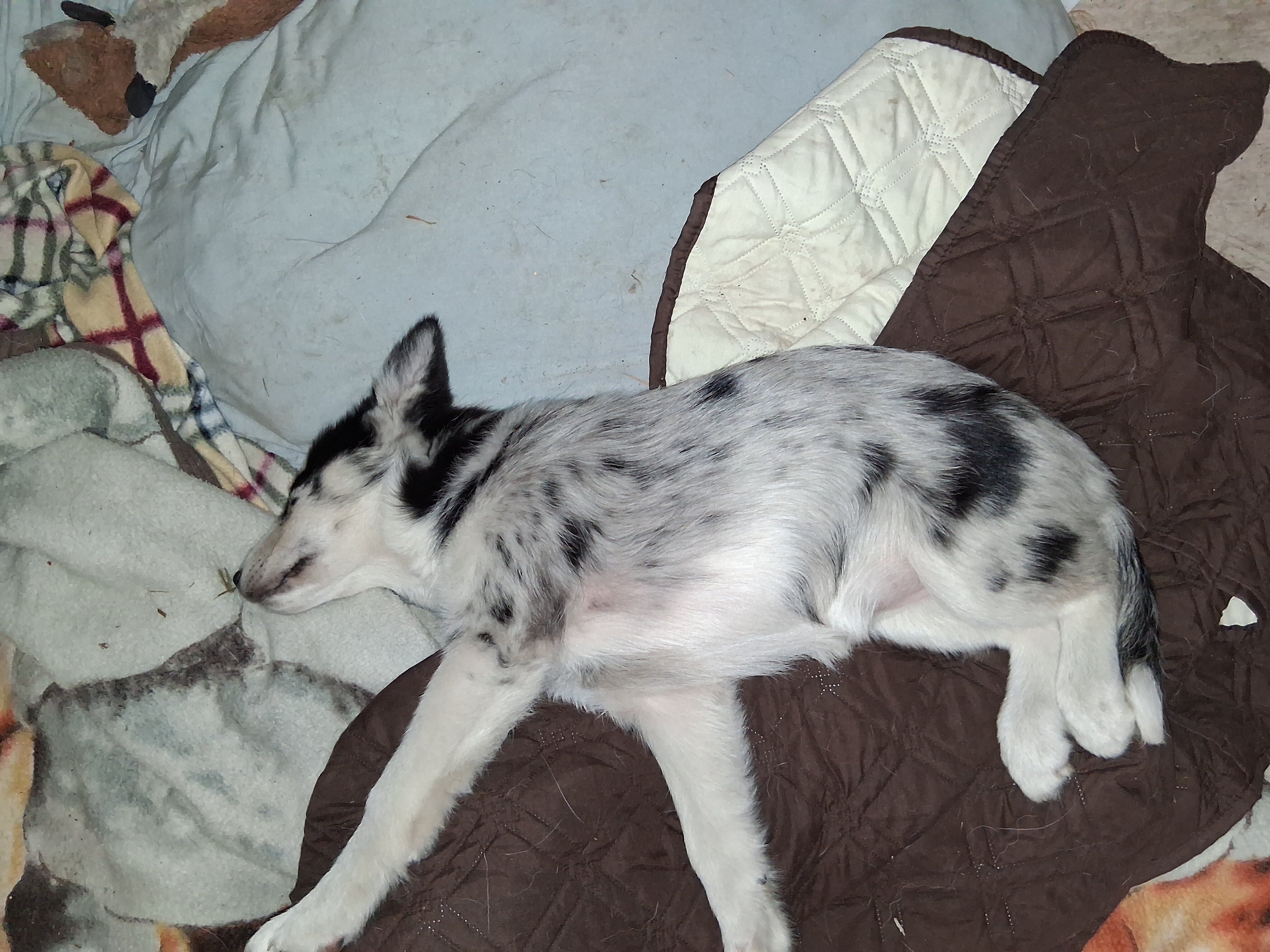 Miniature Husky/Australian designer pups image 4
