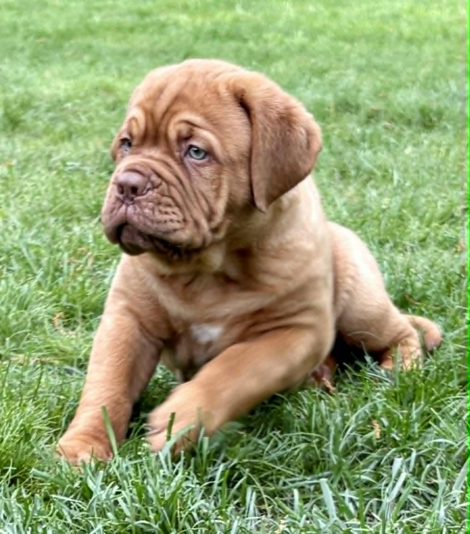 Dogue de Bordeaux Puppy image 5
