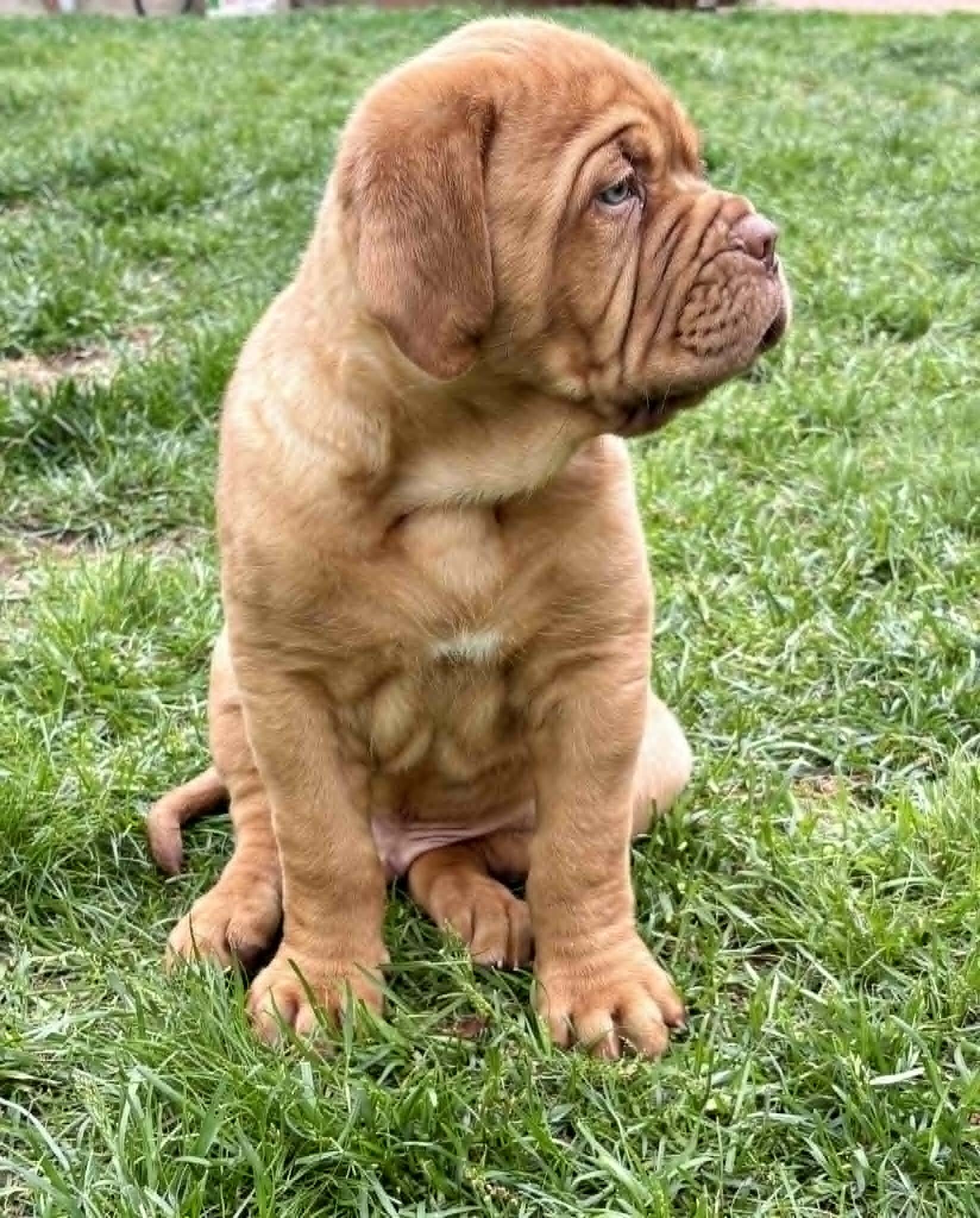 Dogue de Bordeaux Puppy image 3