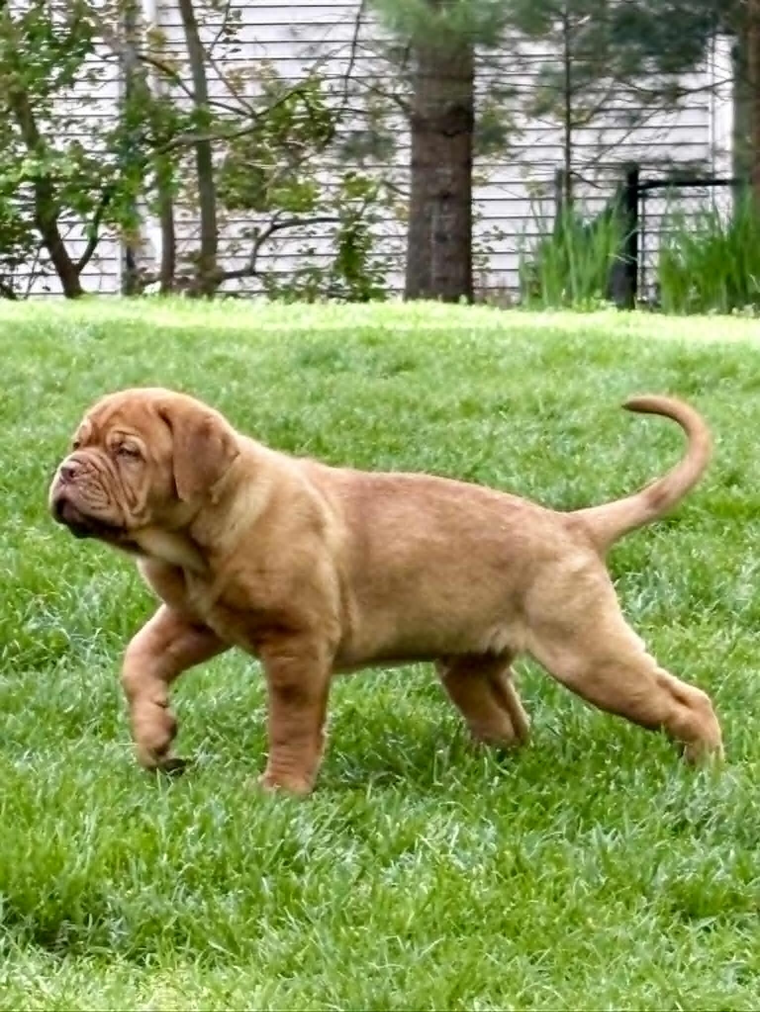 Dogue de Bordeaux Puppy image 4