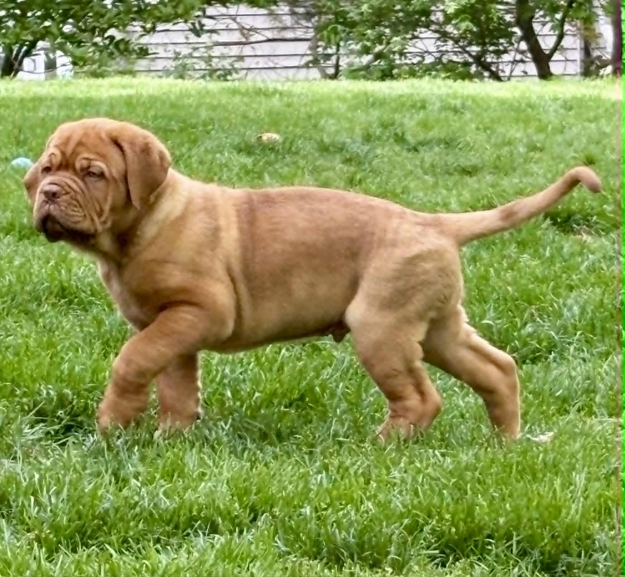 Dogue de Bordeaux Puppy image 2