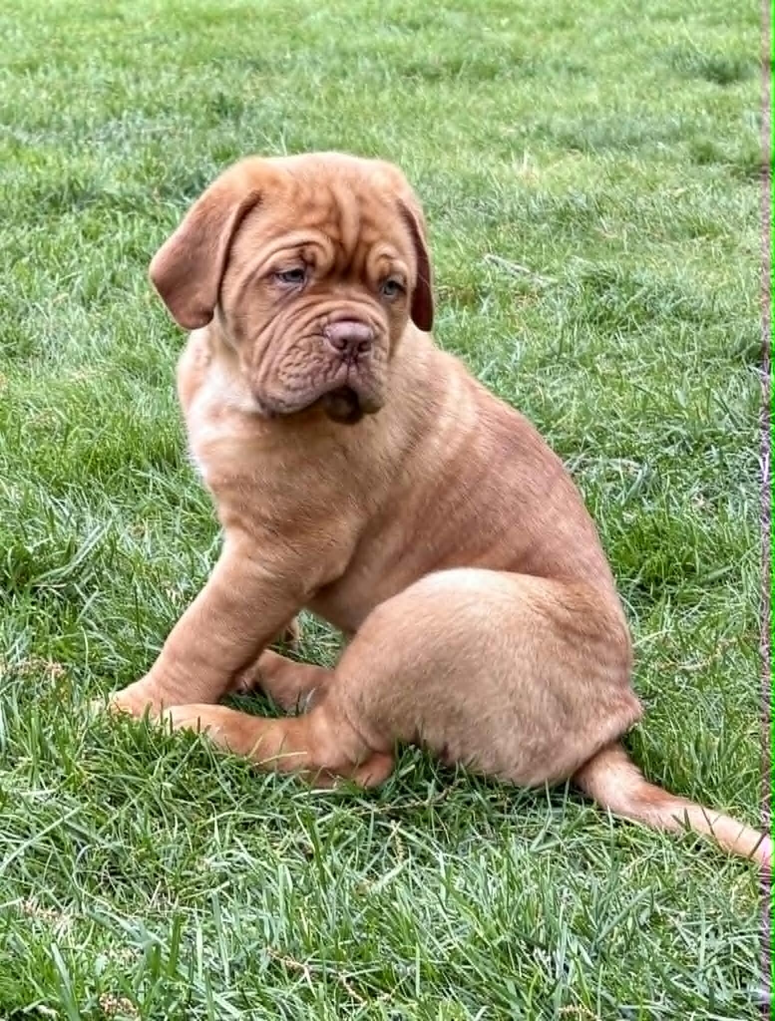 Dogue de Bordeaux Puppy image 1