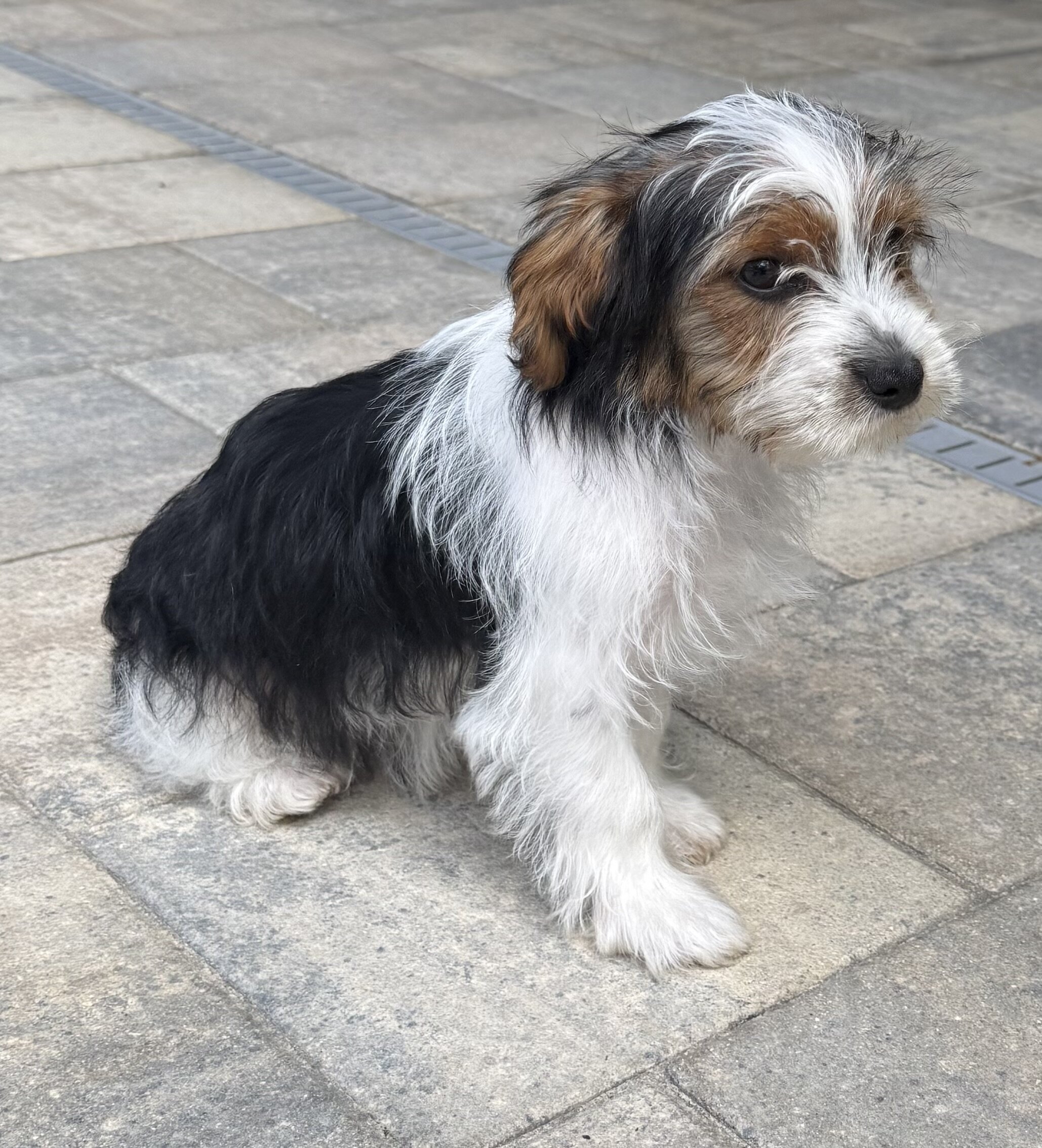 Yorkie image 4
