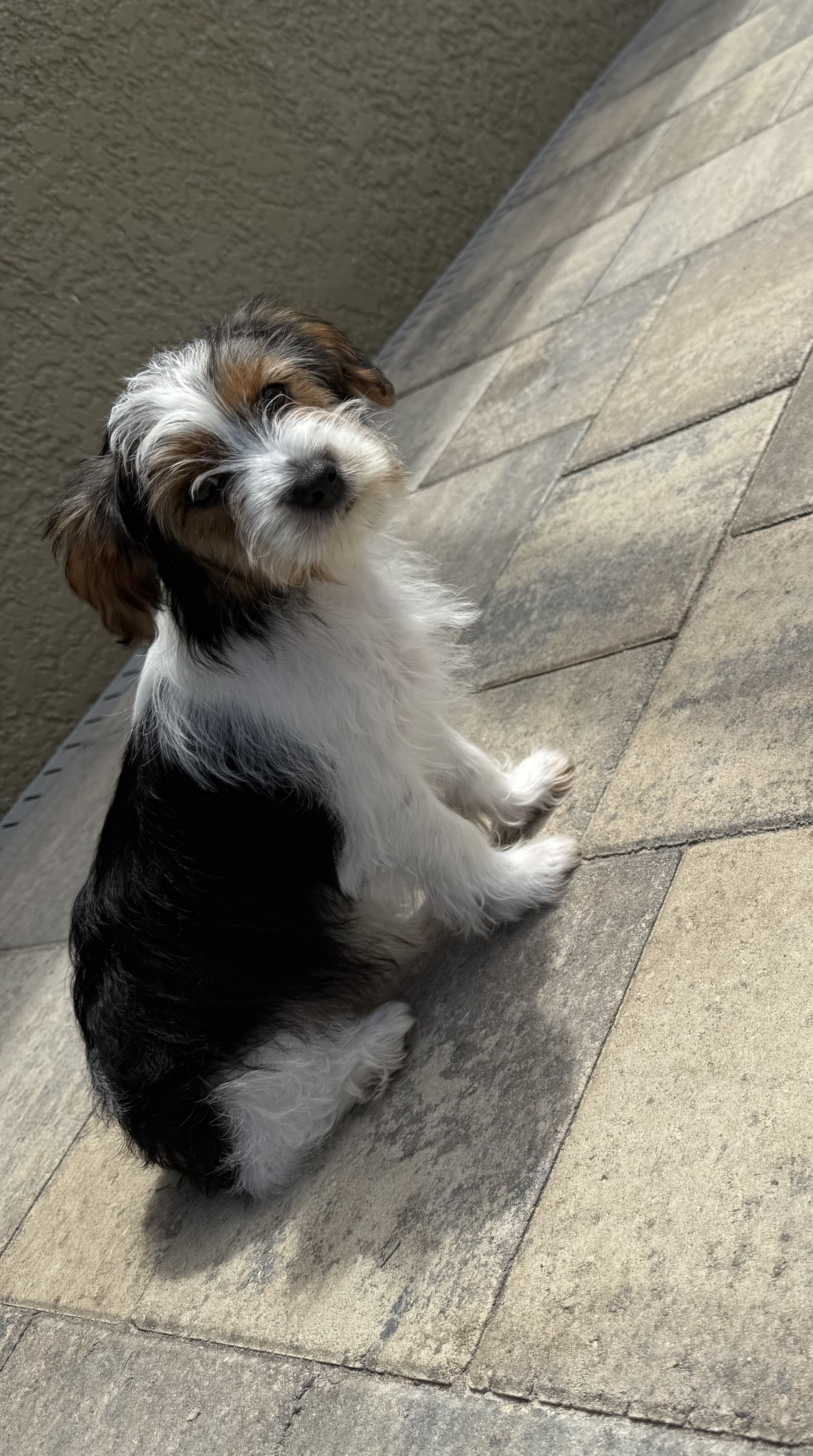 Yorkie image 5