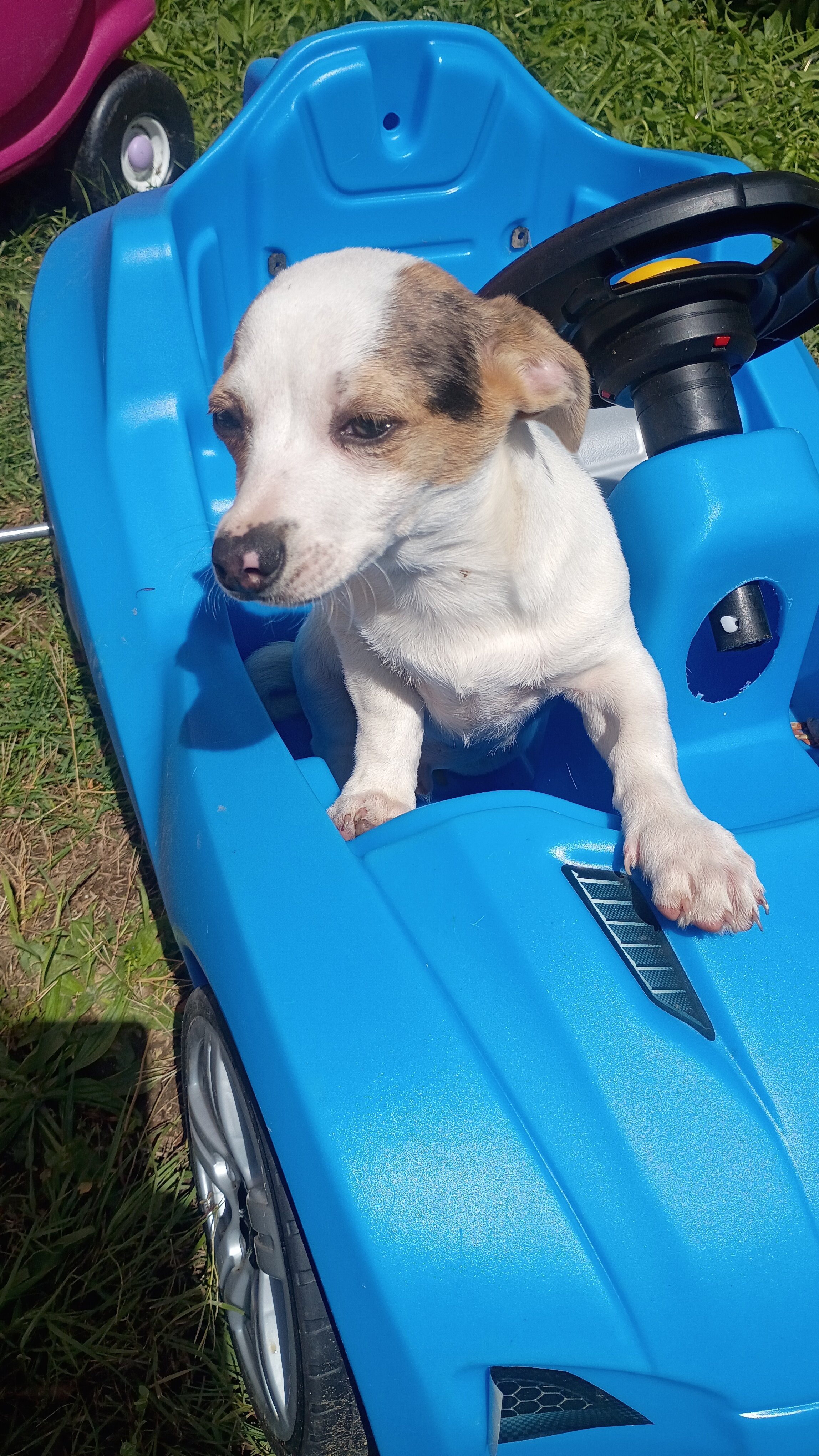 Stubby leg dear head Chihuahua pup image 1