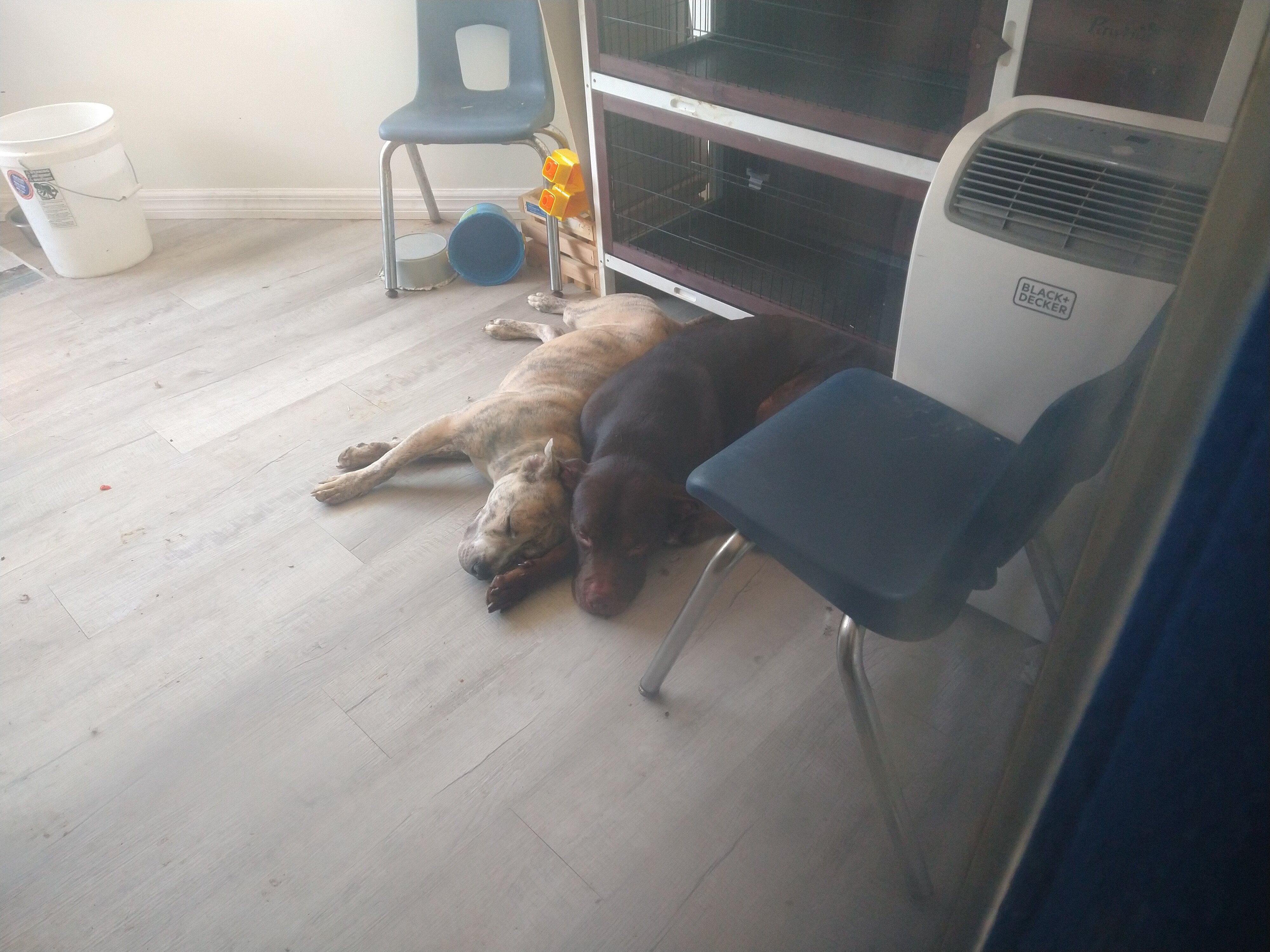 Female puppy image 1
