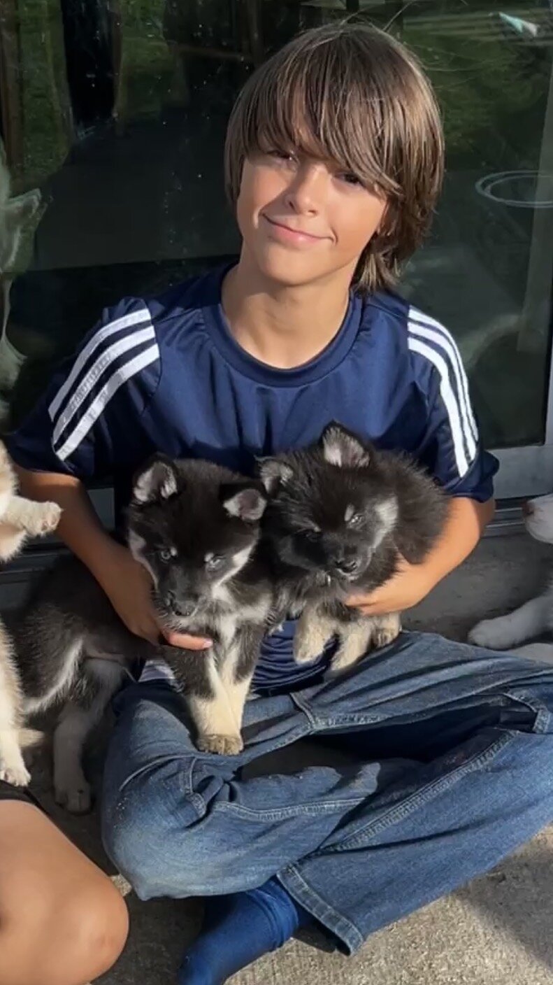 F4 blue eyed Mini Pomsky boy image 3