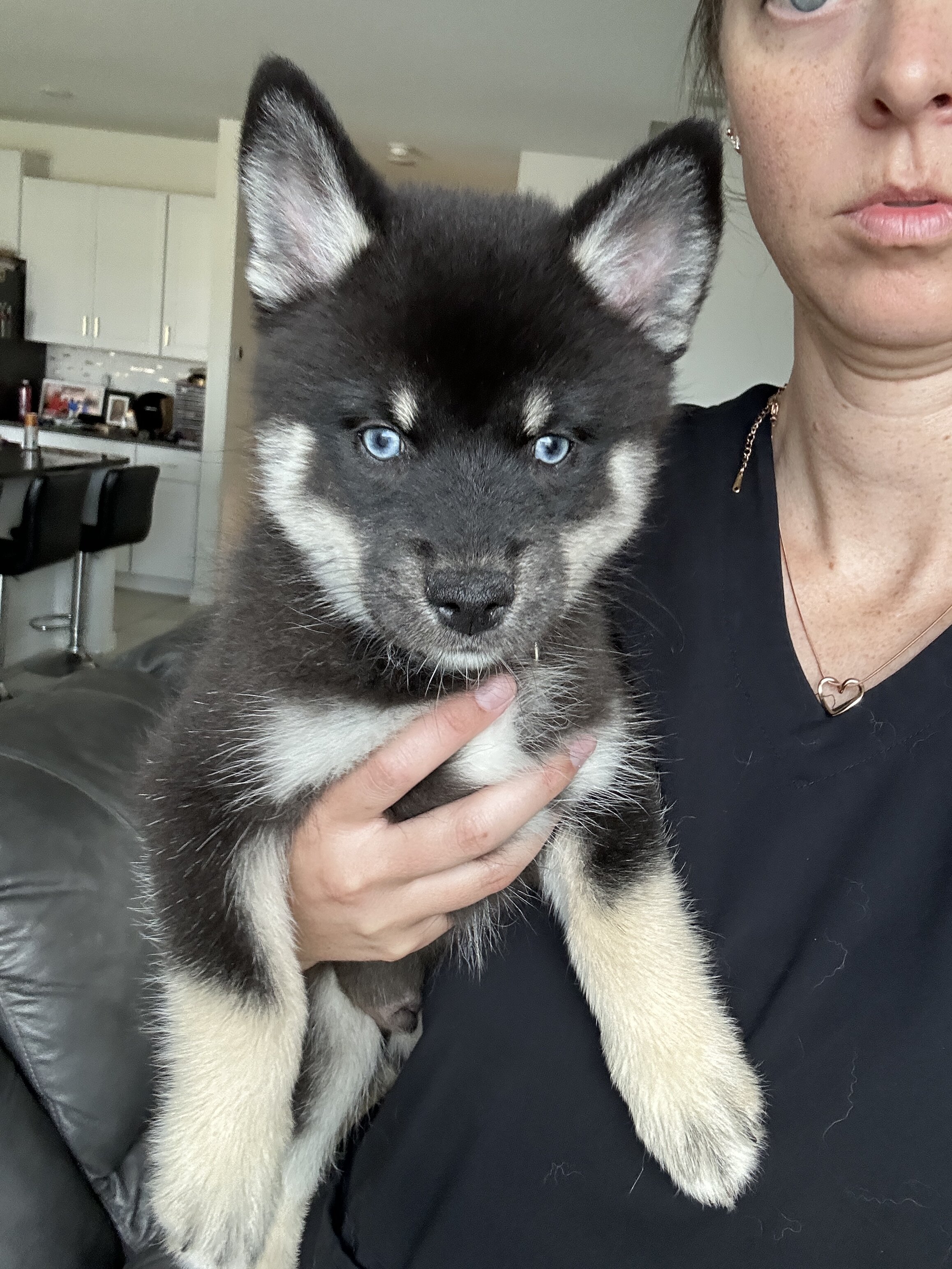 F4 blue eyed Mini Pomsky boy image 1