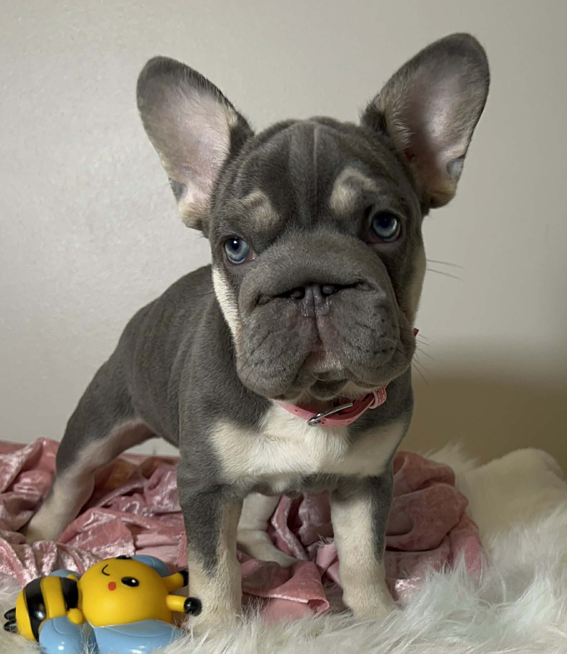 French Bulldog image 4