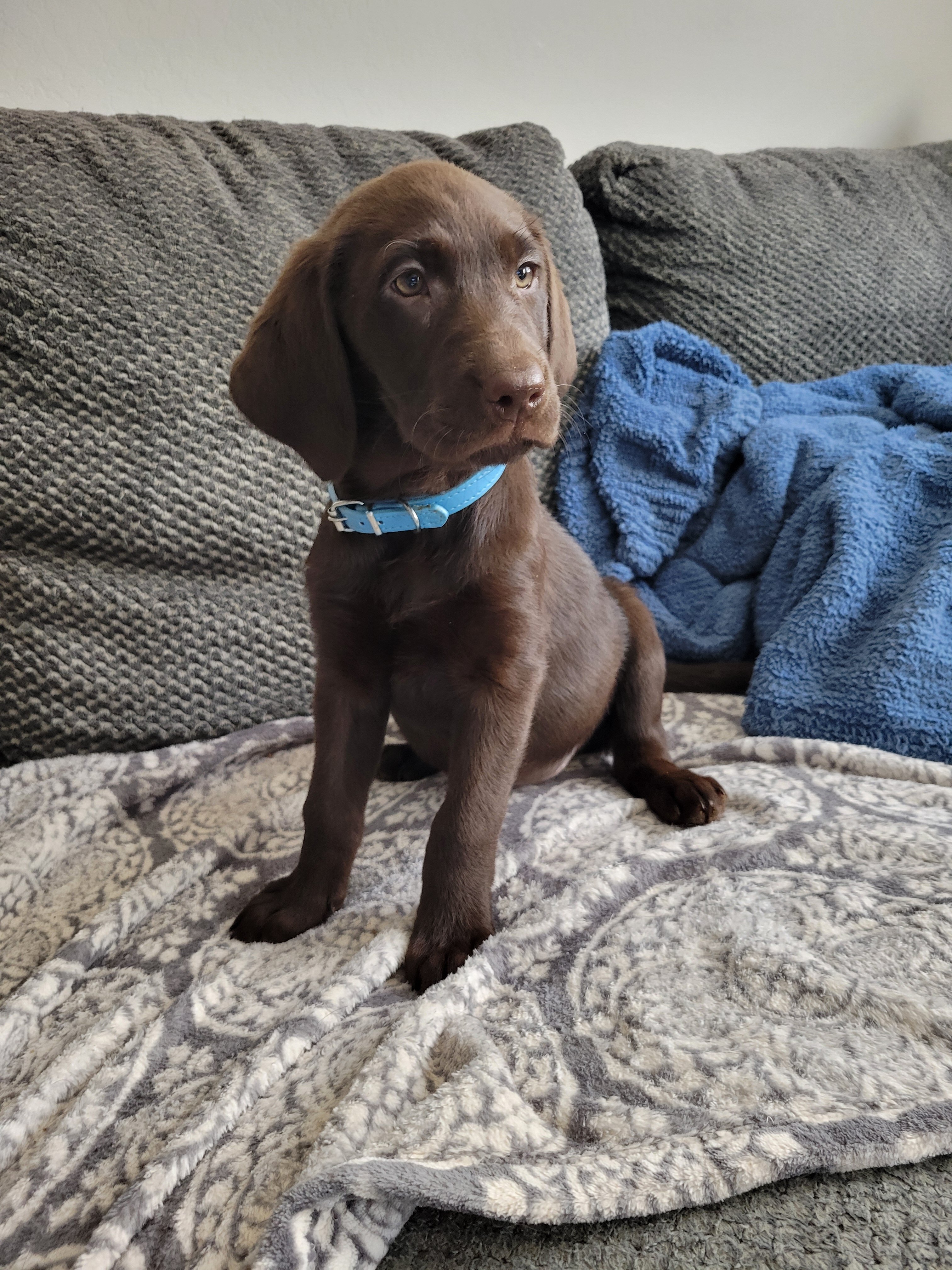 Labrador Retriever Pups image 10
