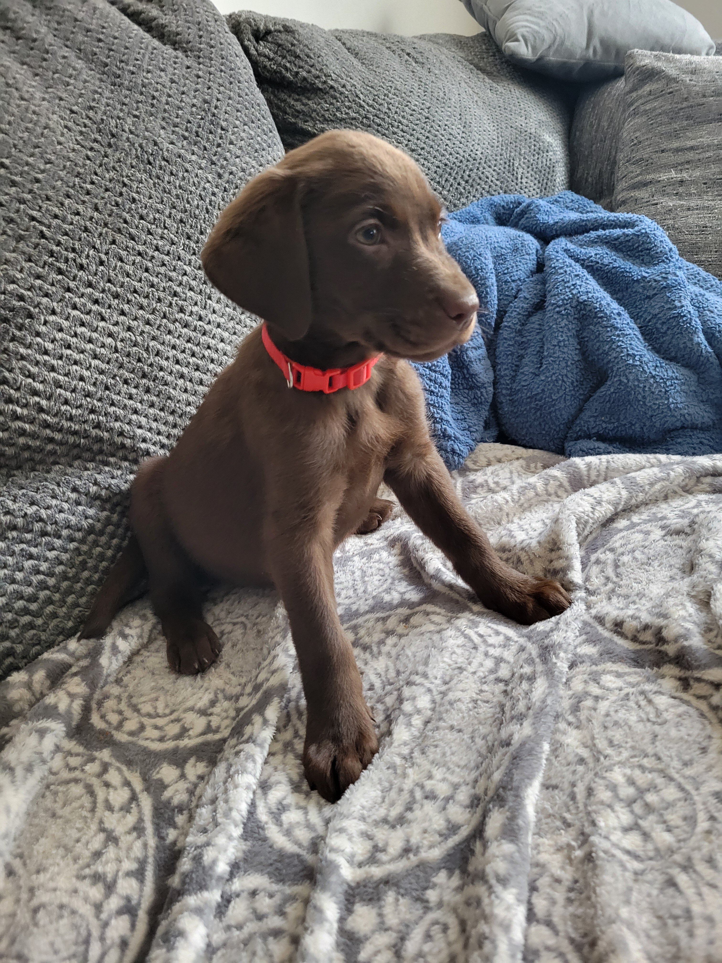 Labrador Retriever Pups image 9