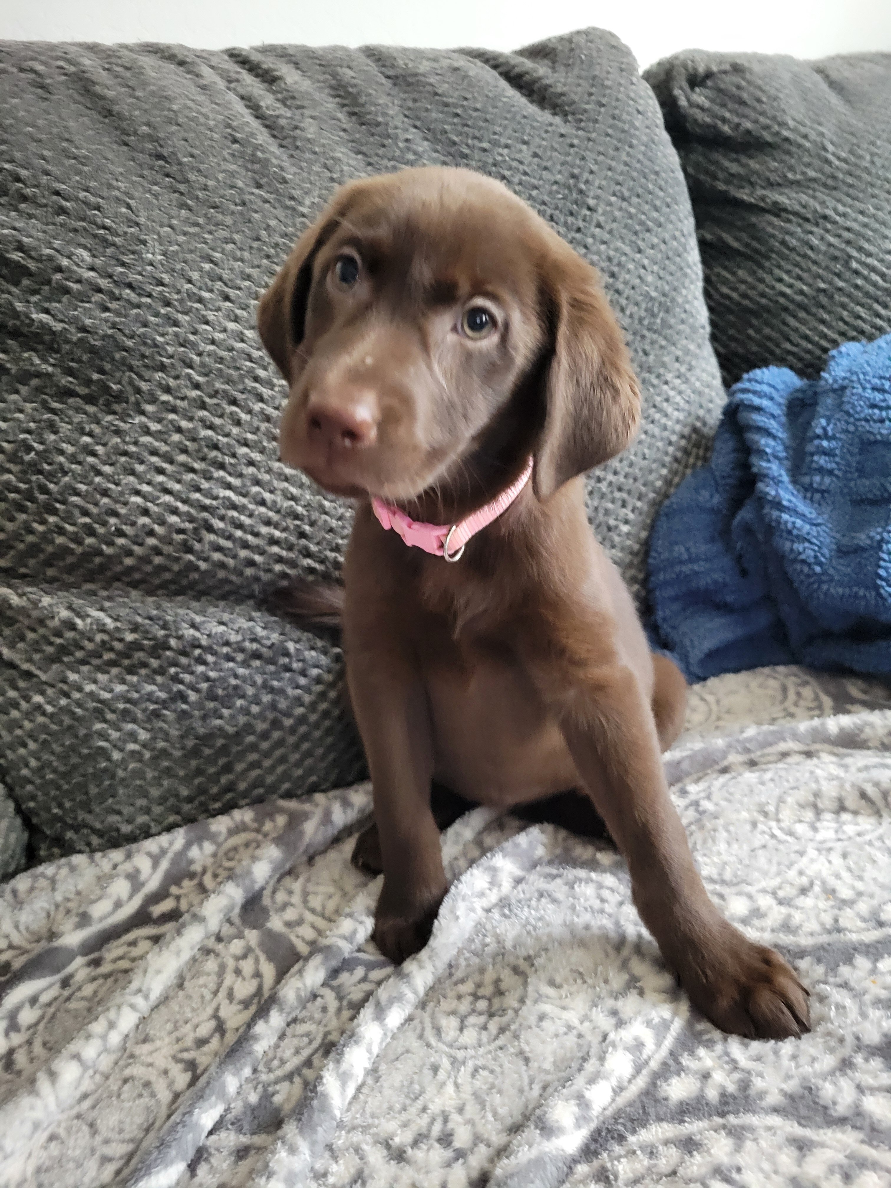 Labrador Retriever Pups image 8