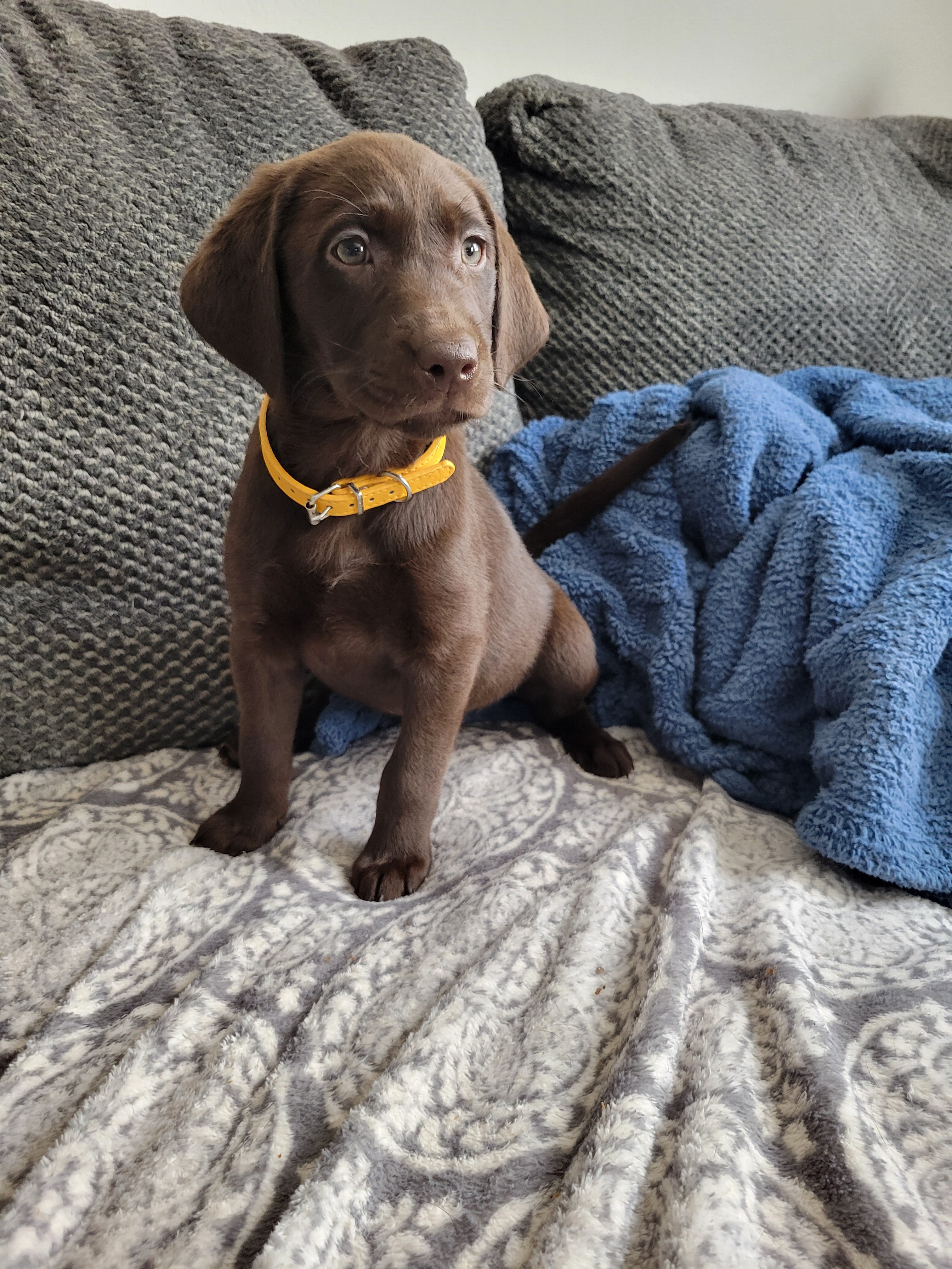Labrador Retriever Pups image 7