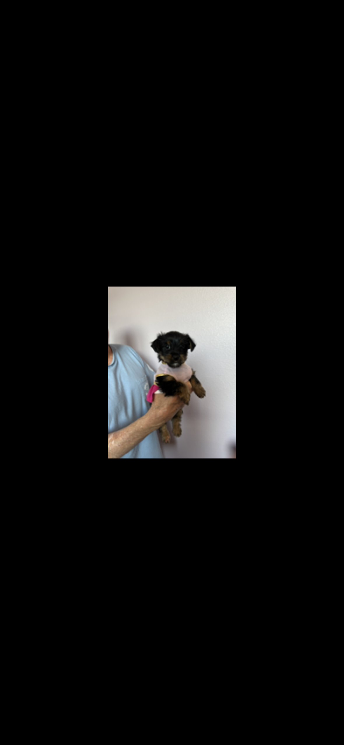 Registered female Yorkshire pups image 4
