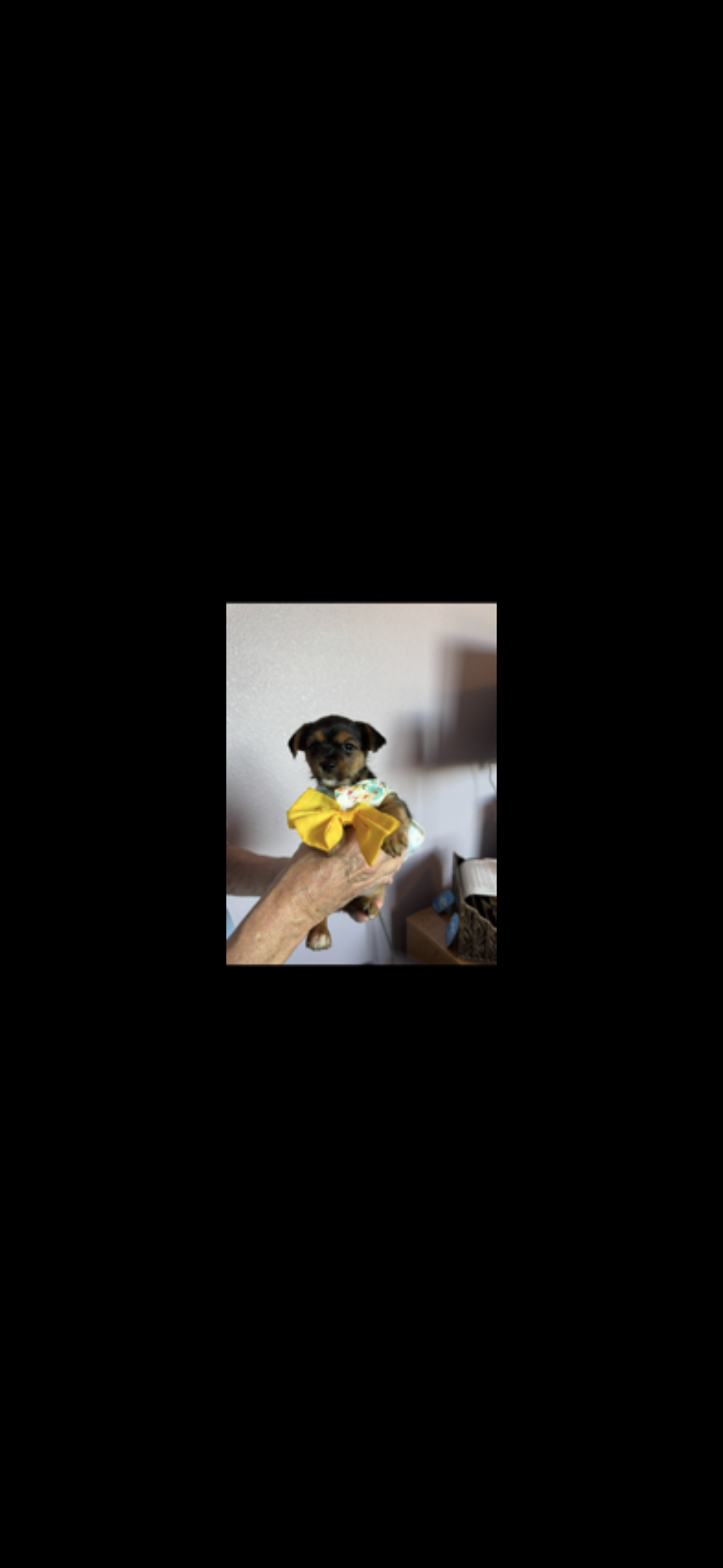 Registered female Yorkshire pups image 2