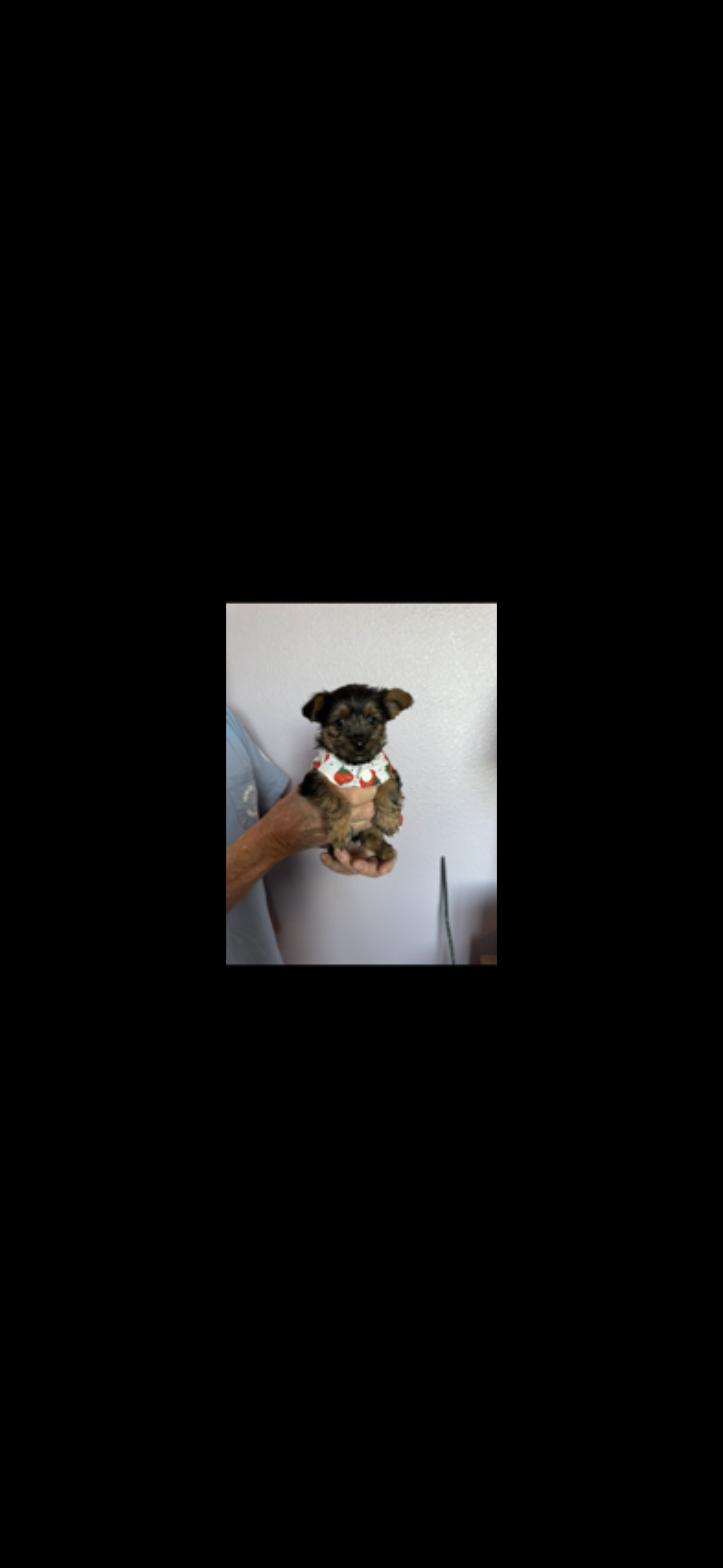 Registered female Yorkshire pups image 1