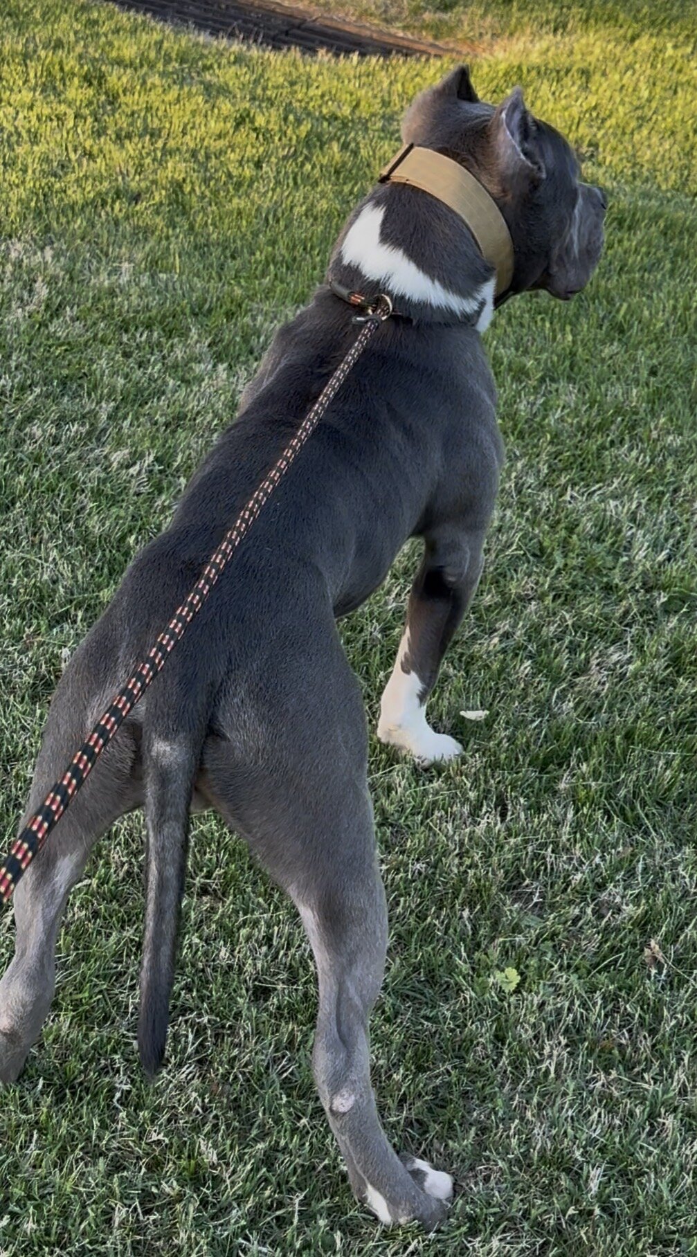 Mega (Male Hybrid Bully) image 6