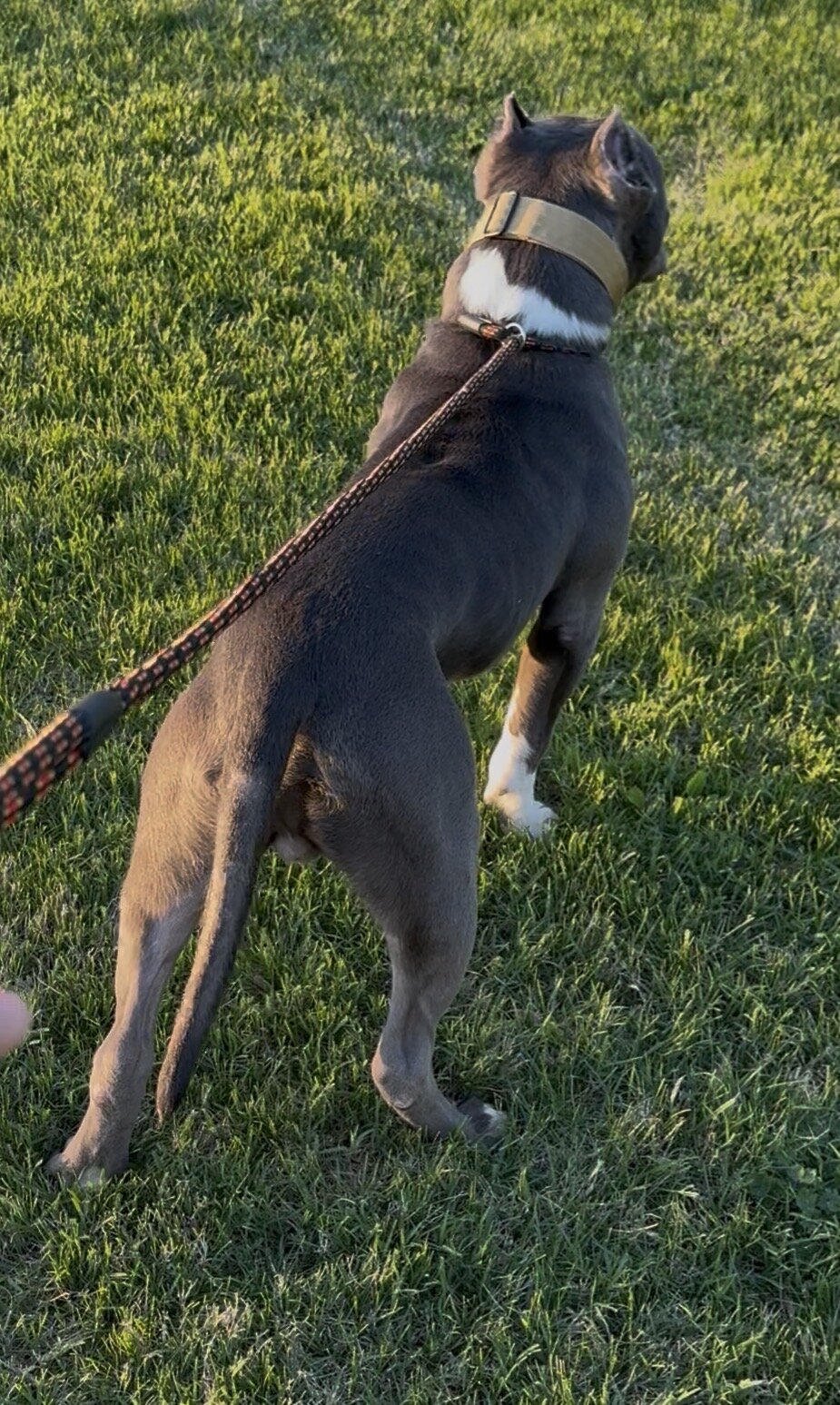 Mega (Male Hybrid Bully) image 5